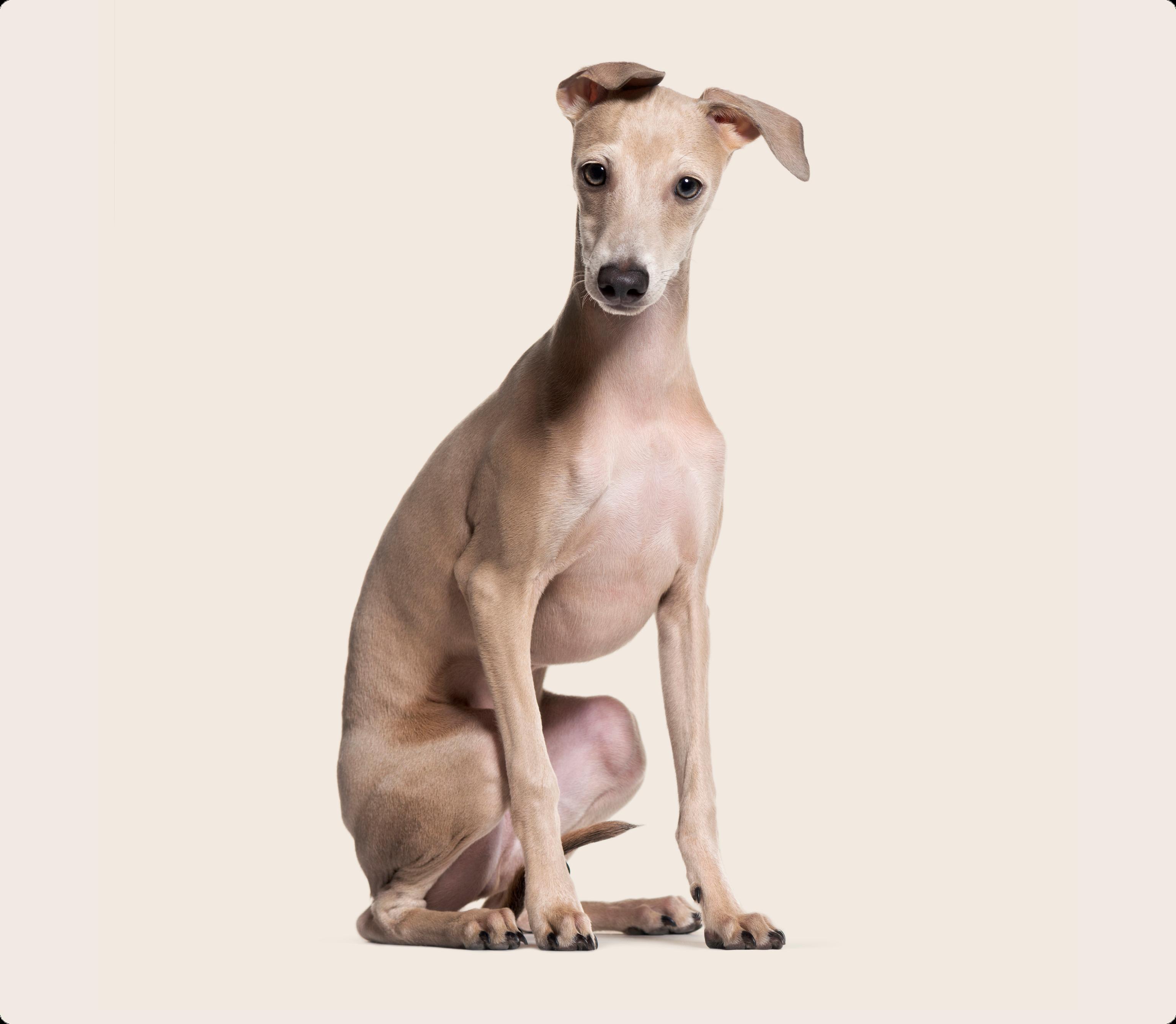 Italian Greyhound puppy with ears flopped over to the side sits against a beige background