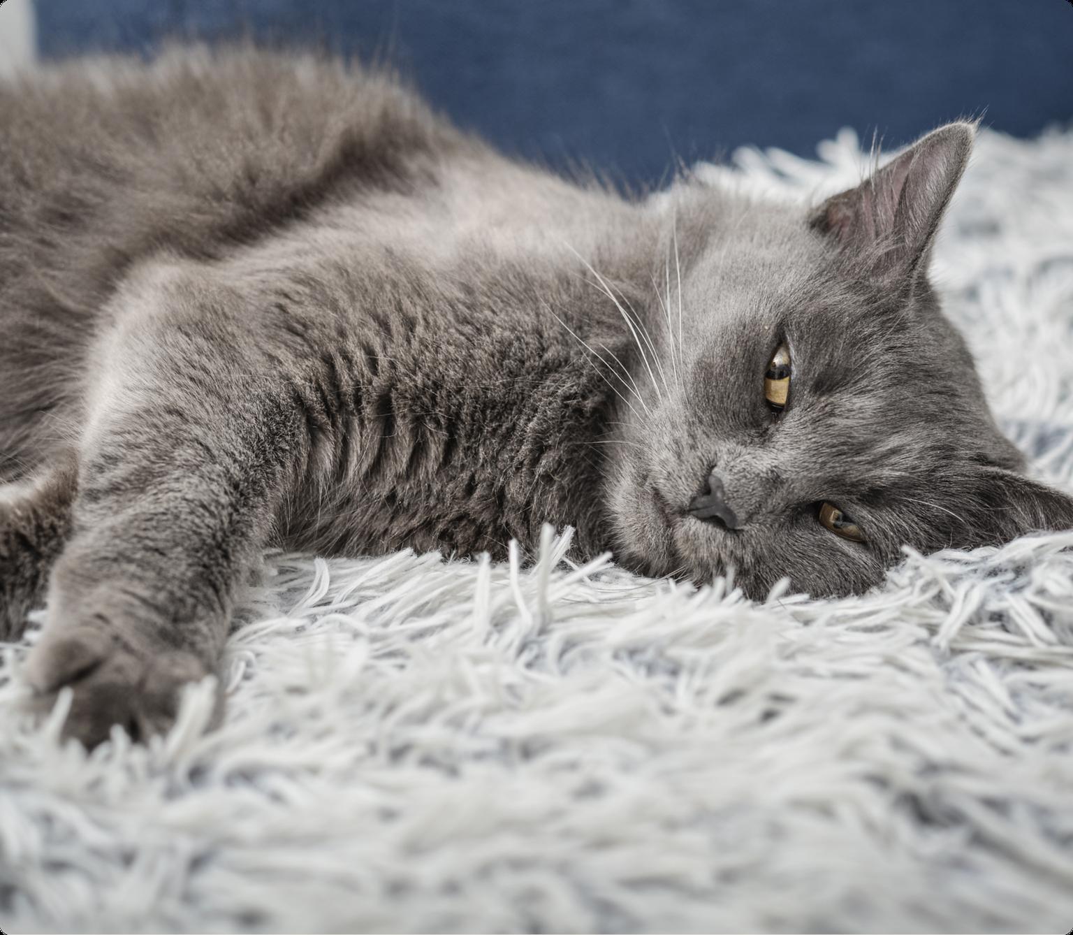 A fluffy grey cat laying on a light grey fur blanket