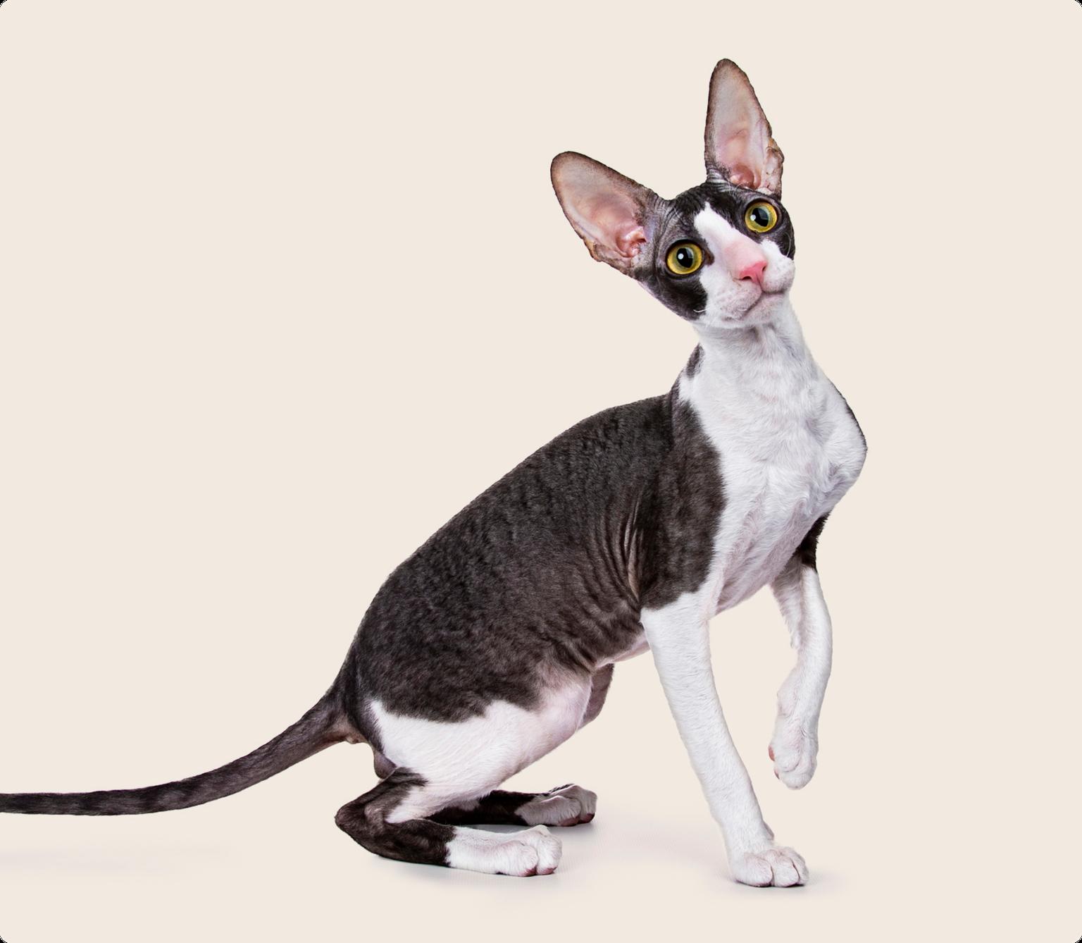 A Black and white Cornish rex cat with yellow eyes on a beige background
