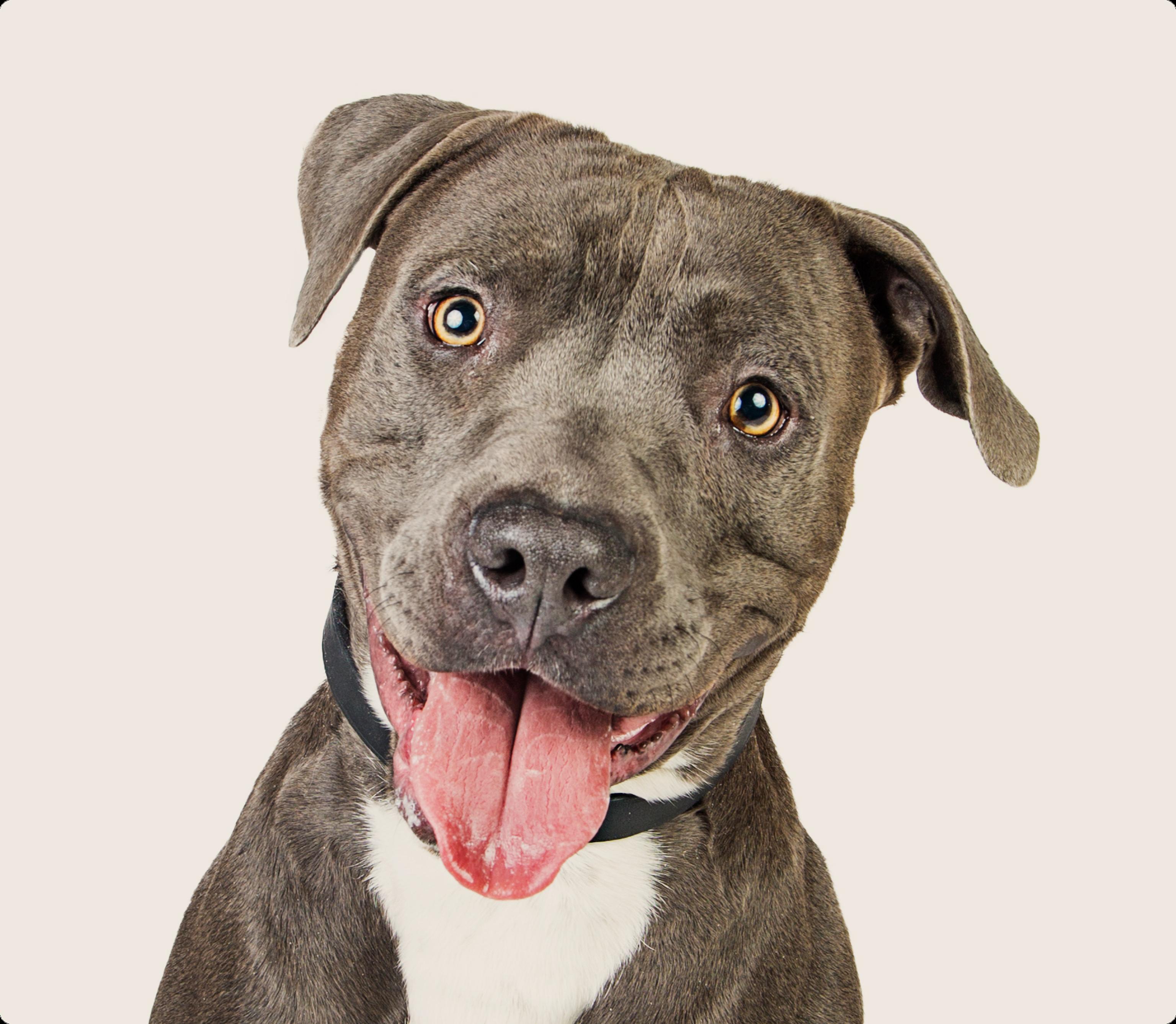 A grey and white Staffordshire Bull Terrier with a wide smile, floppy right ear, and bright, attentive eyes, set against a beige background.