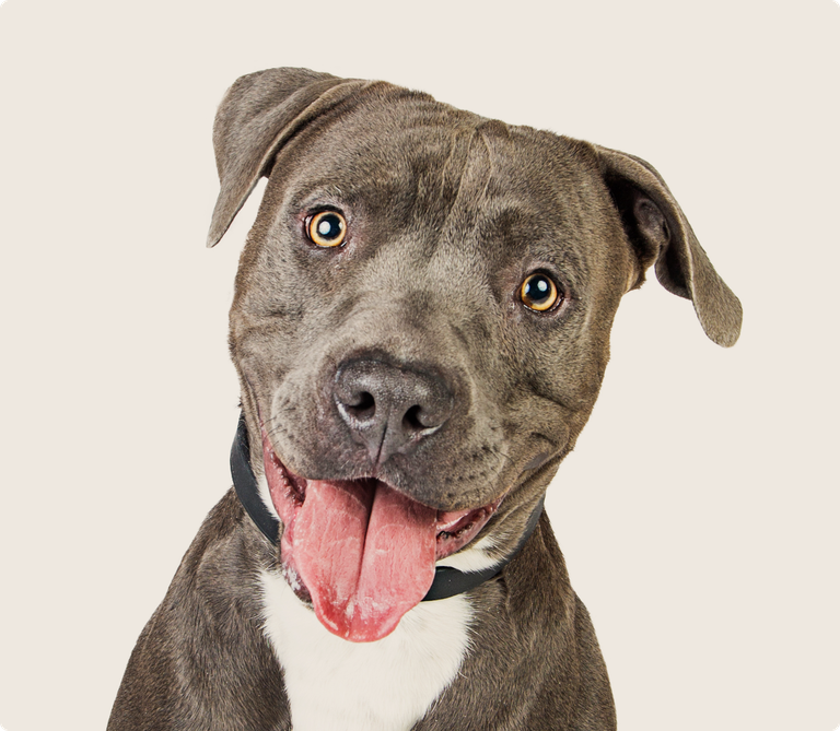 American Pit Bull Terrier insurance ManyPets