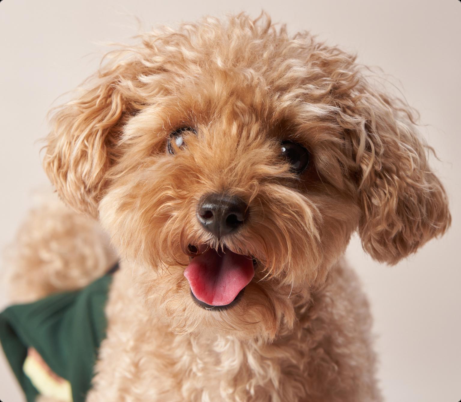 Maltipoo