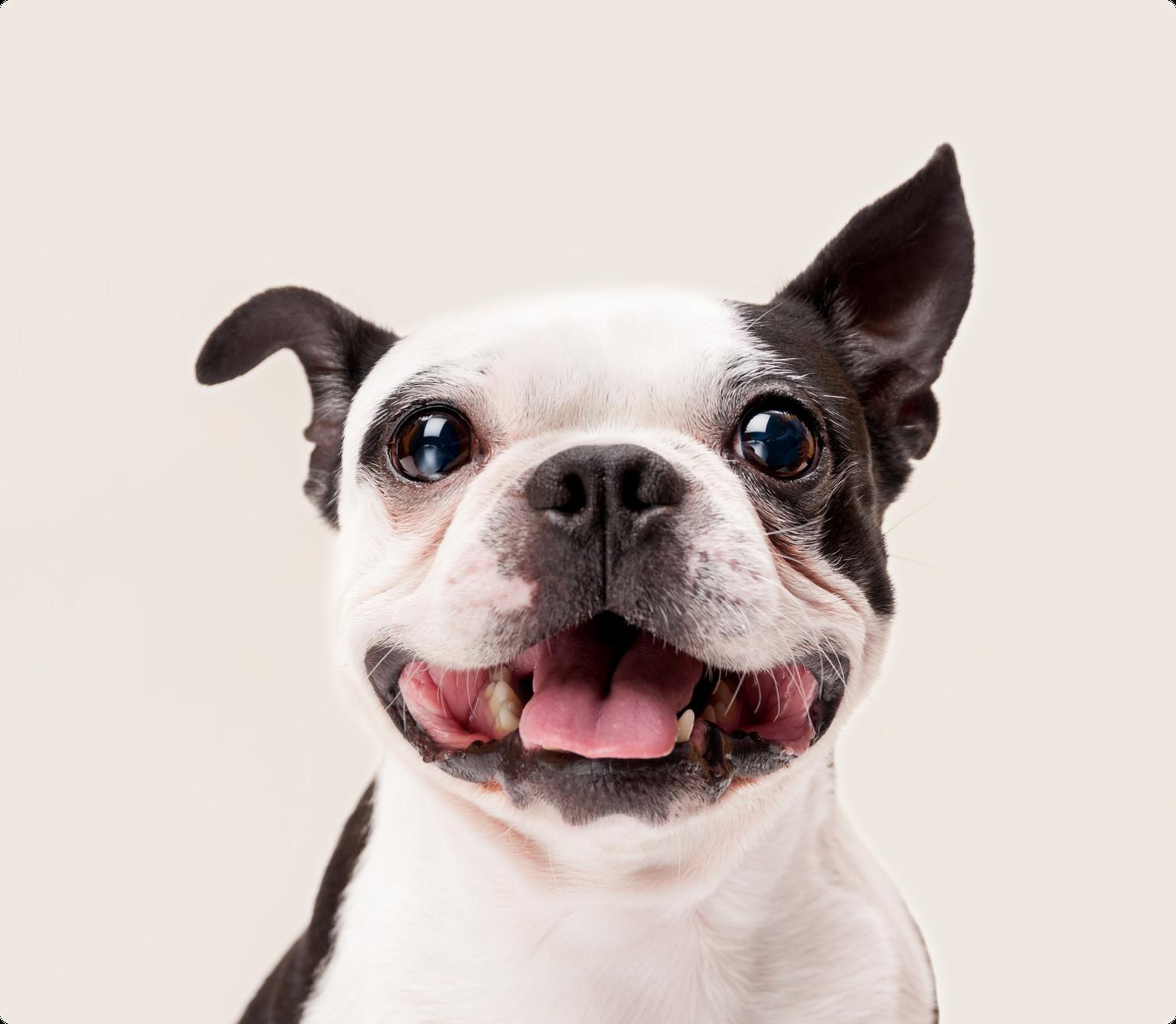 Boston Terrier
