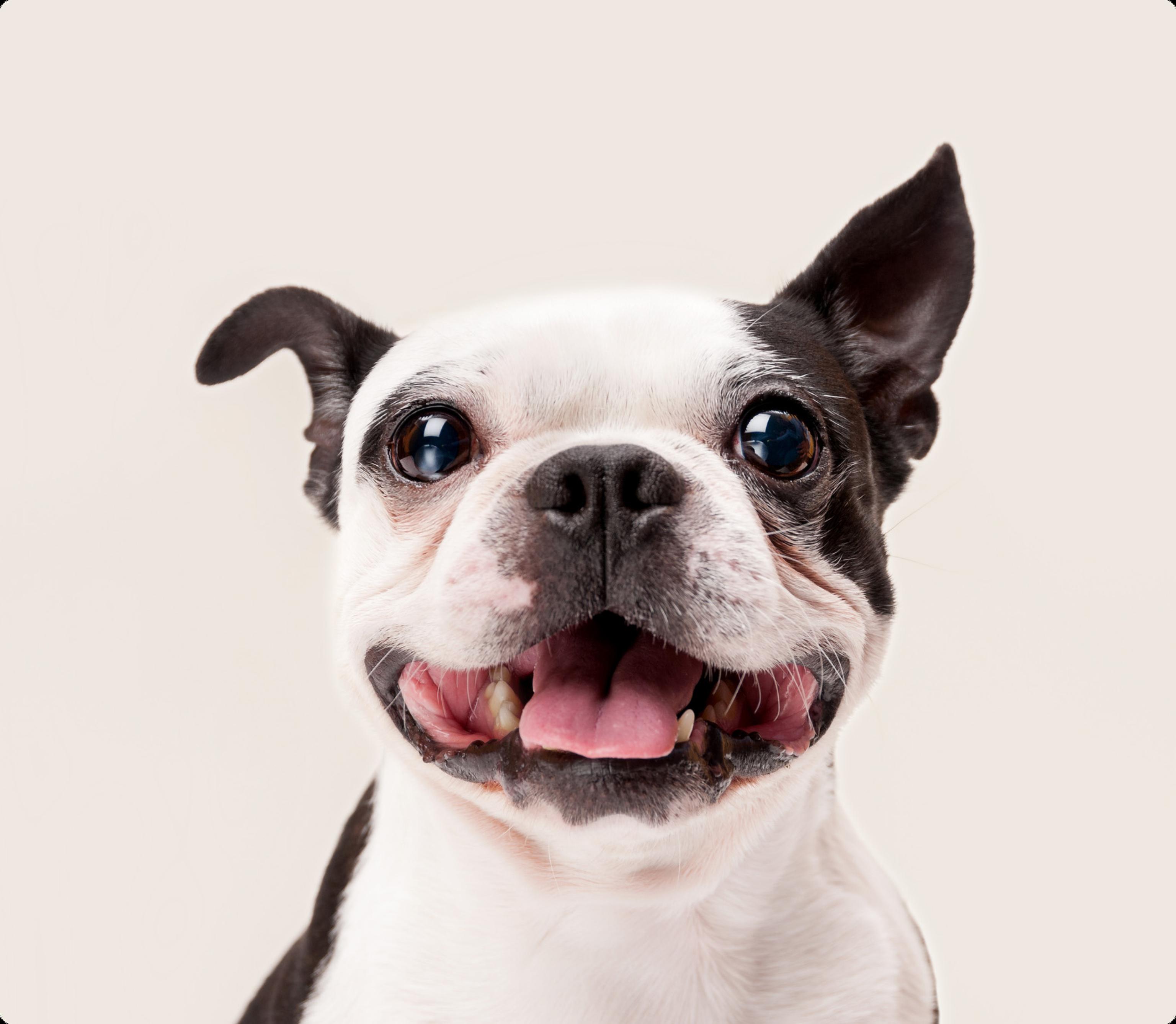 Boston Terrier