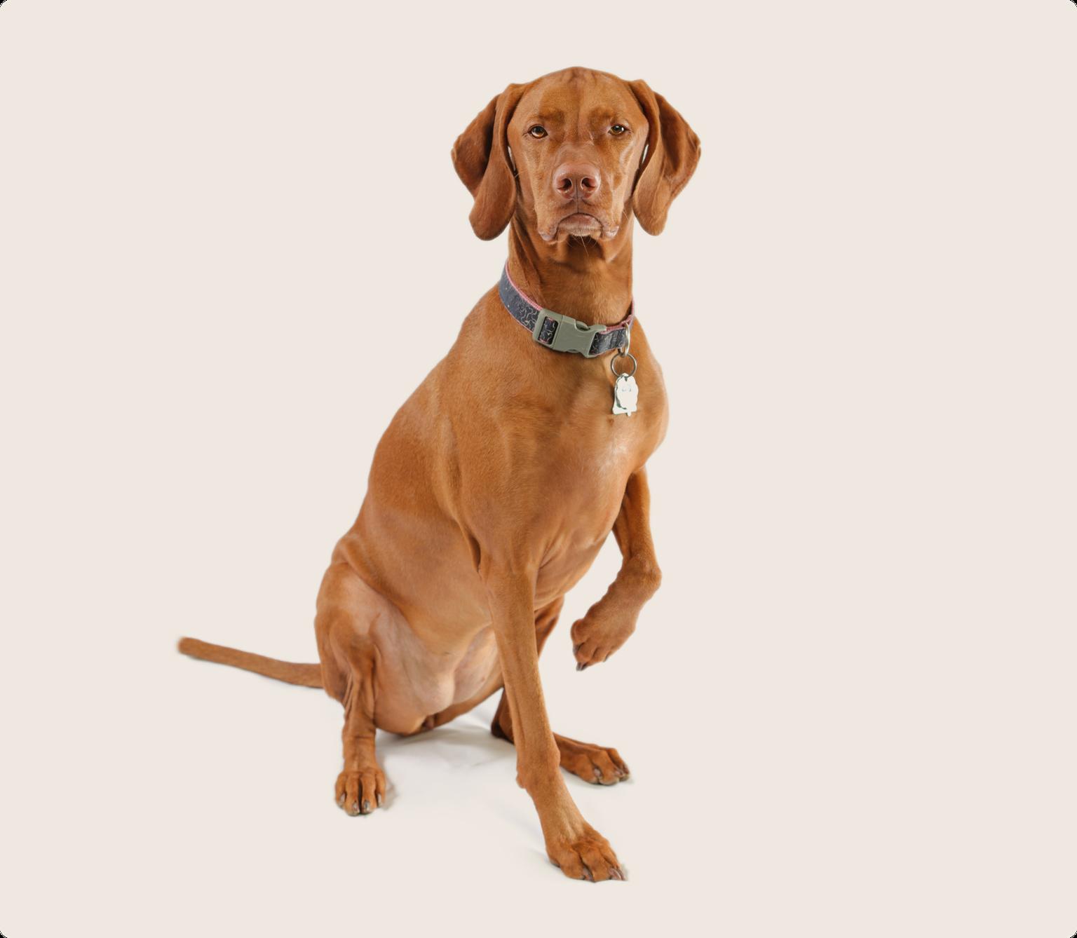 Image of a brown Vizsla looking into the camera with its left paw raised