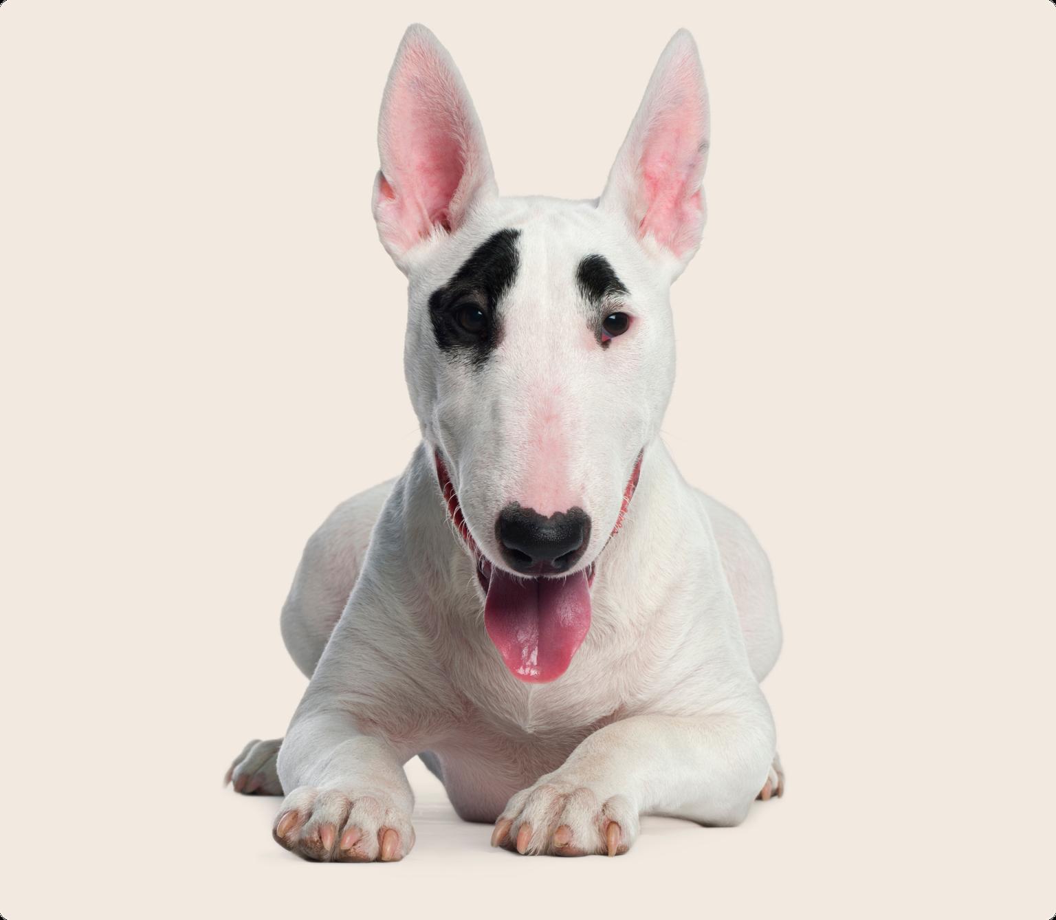 Image of a Bull Terrier lying down and looking into the camera