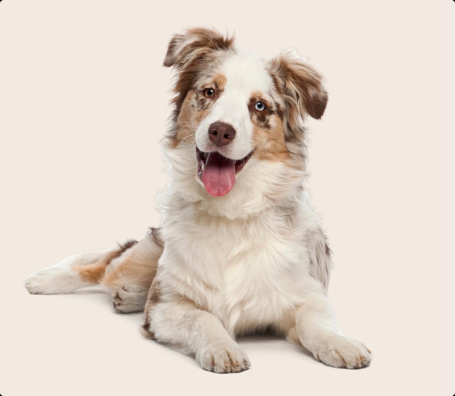 Image of a pale Australian Shepherd on a beige background