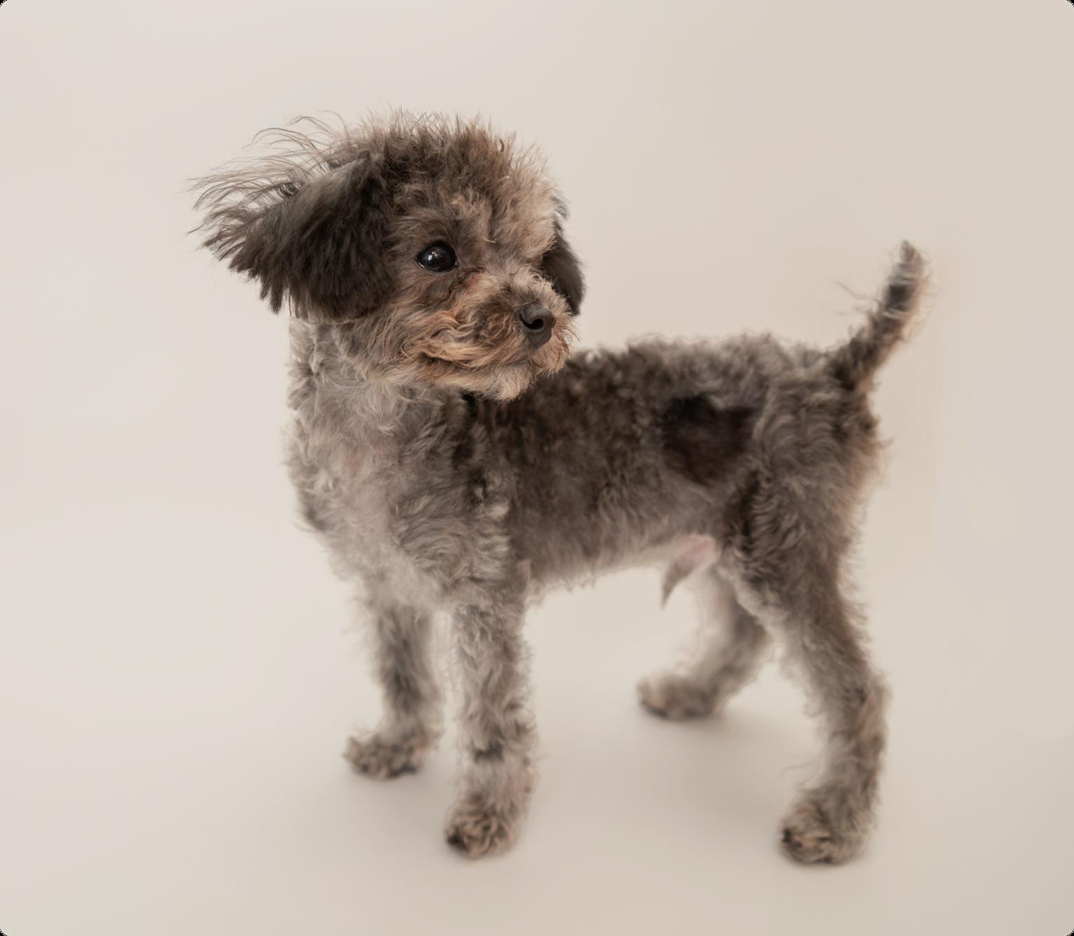 Image of a grey Chipoo looking into the camera