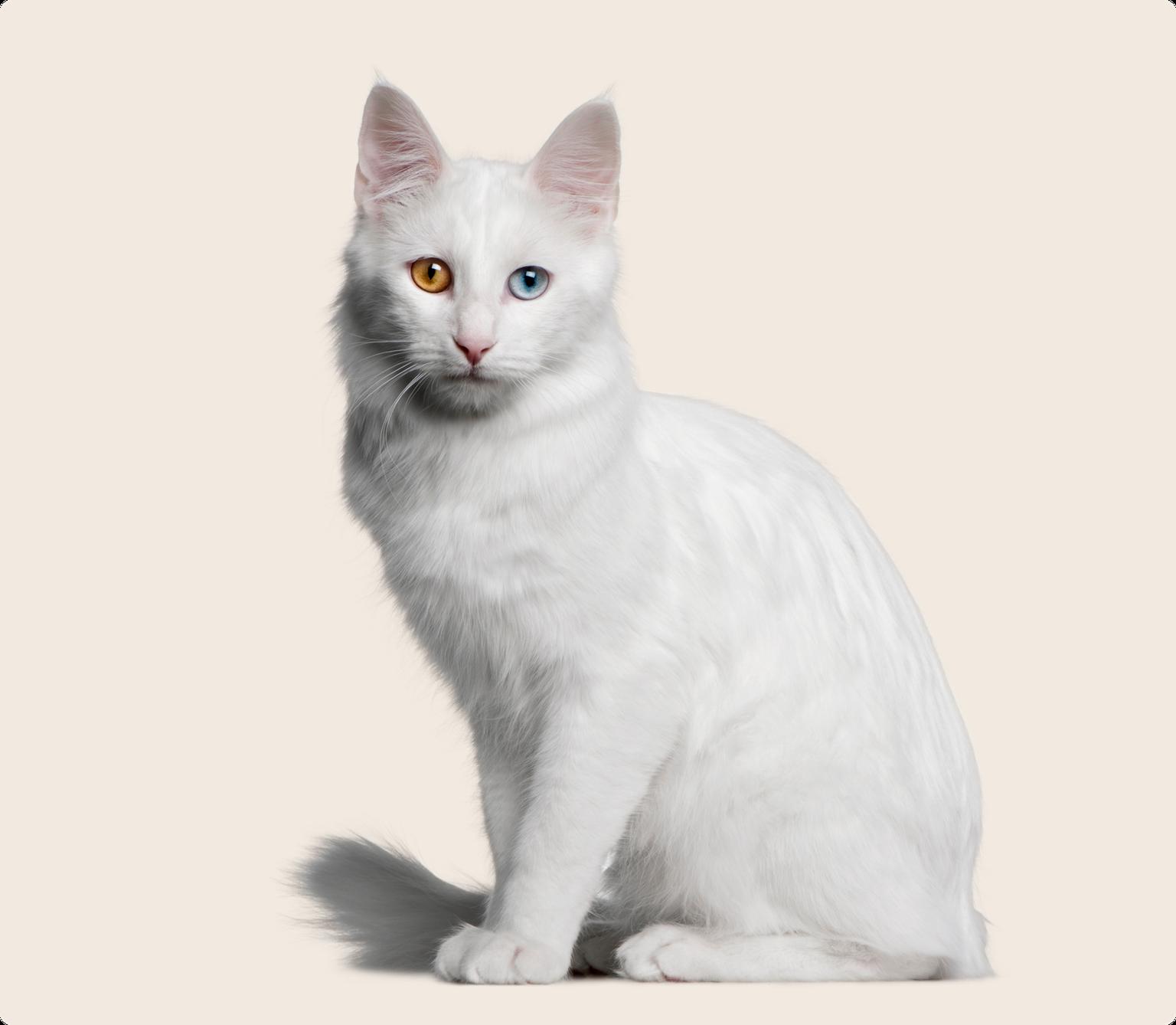 A white Turkish Angora cat with one brown eye and one blue eye on a beige background