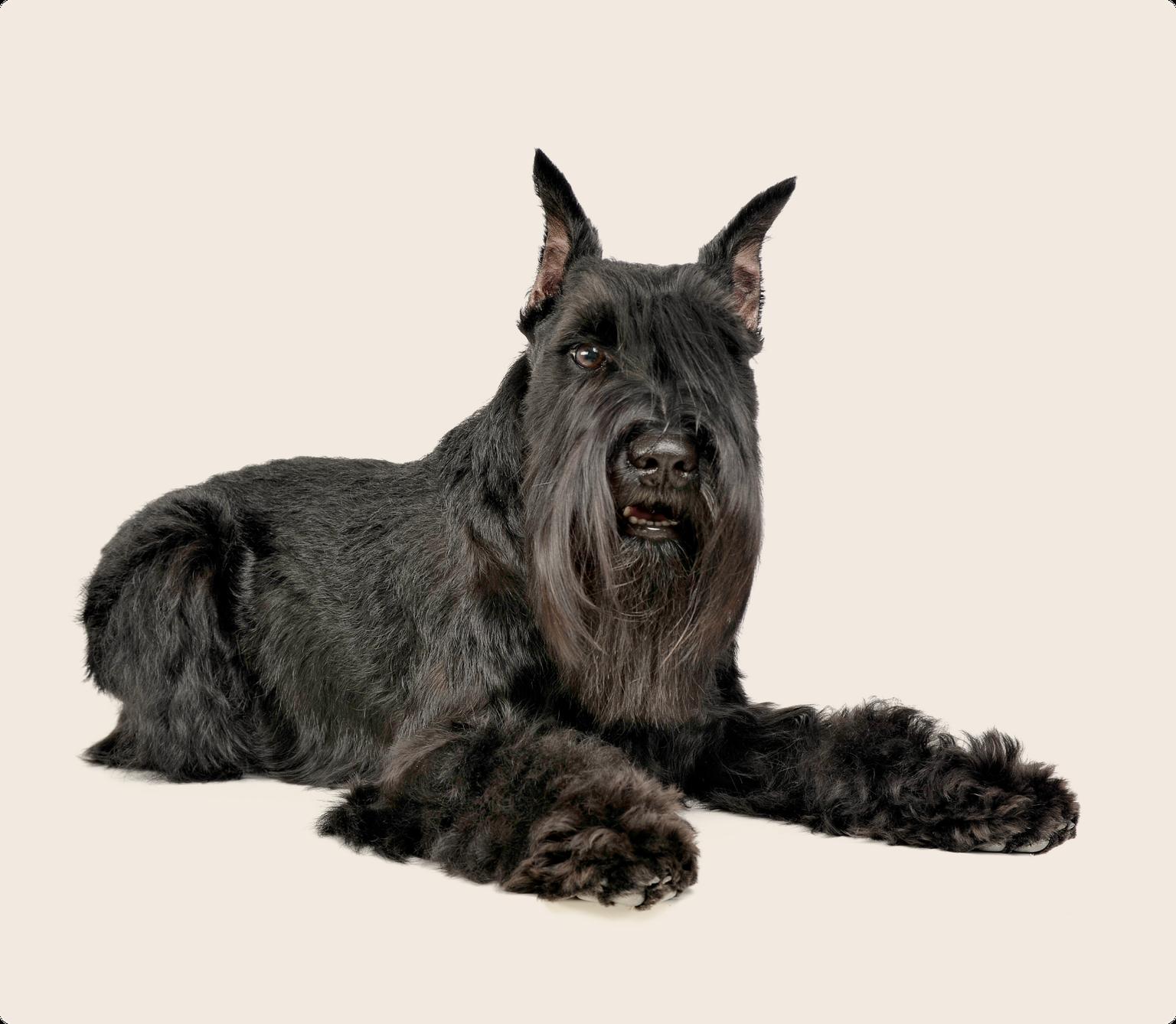 Scottish Terrier laying down on a beige background