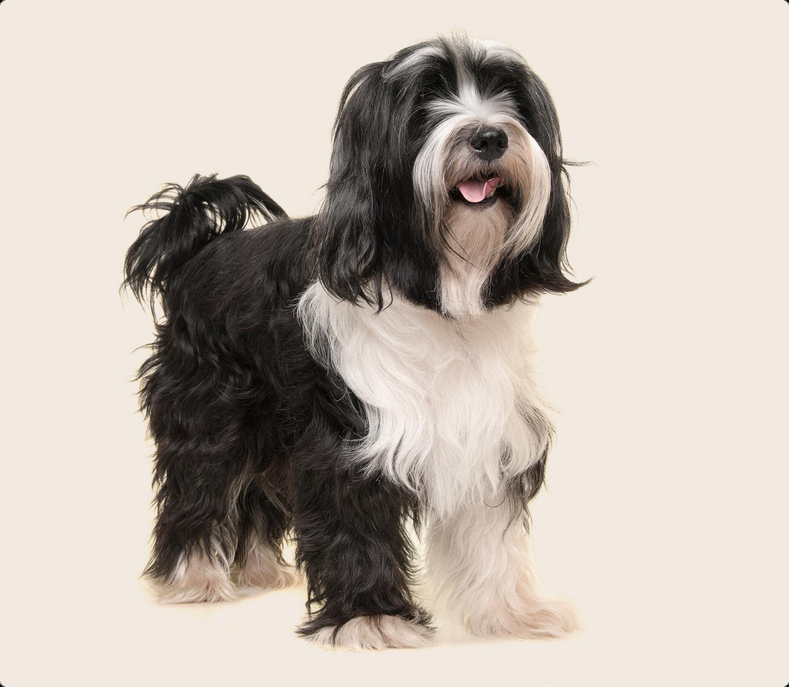 Tibetan Terrier looking happily into the camera on a beige background