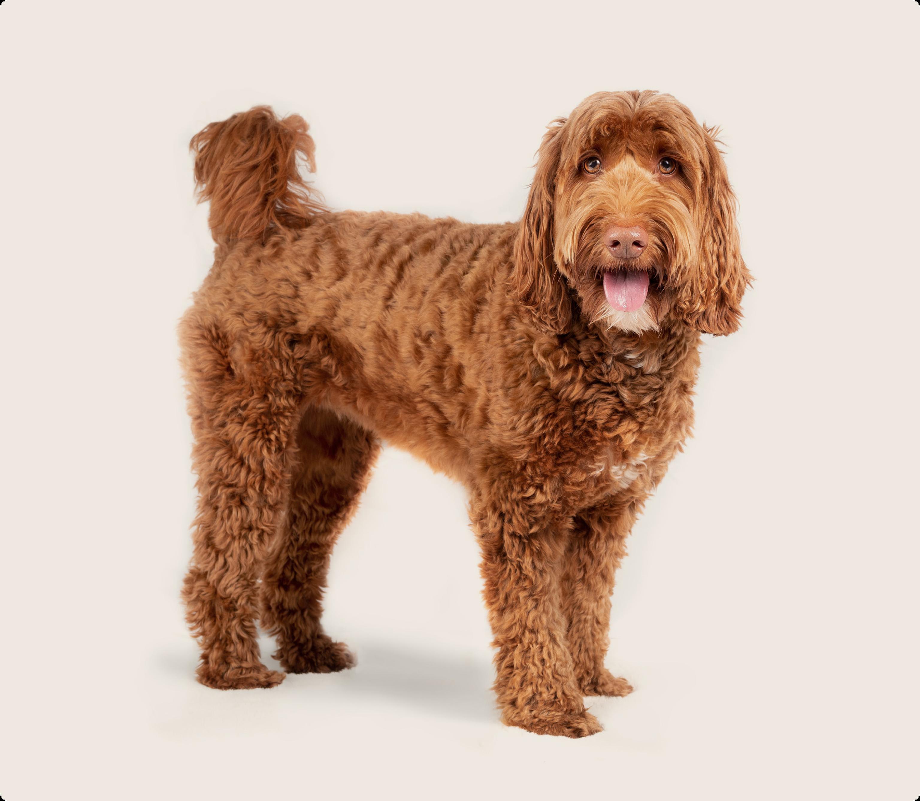 Labradoodle