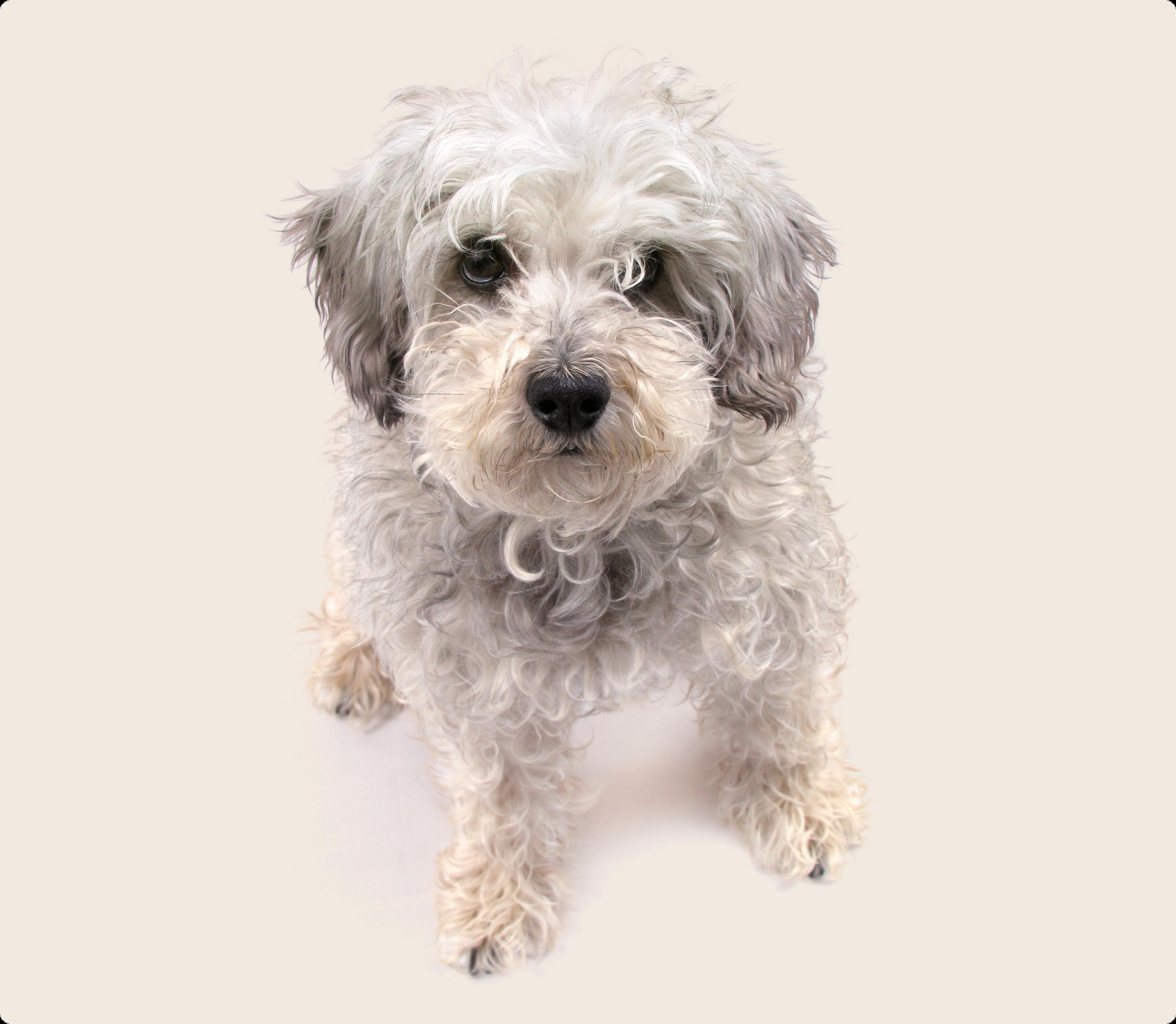 A white and grey Schnoodle dog on a beige background