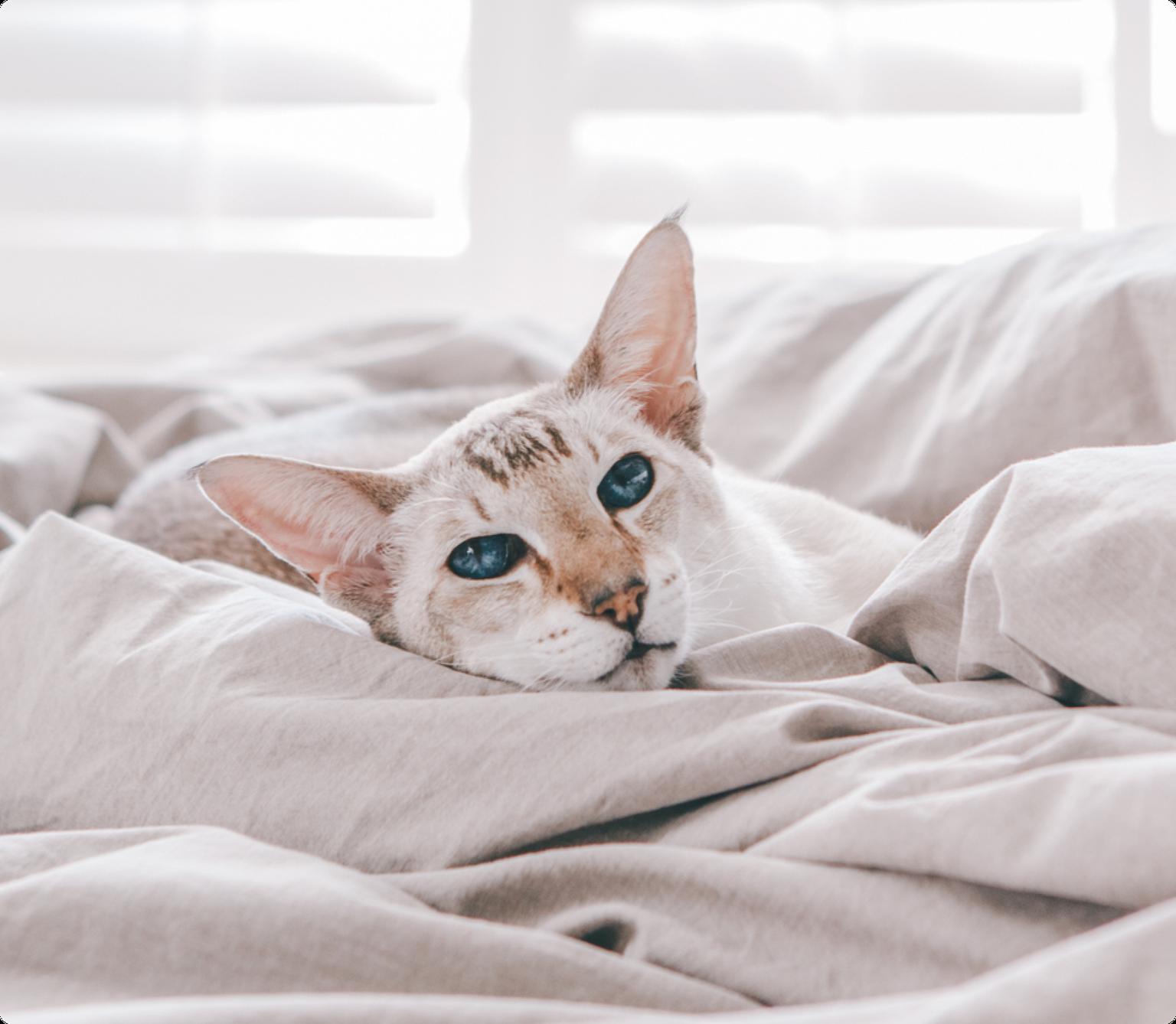 A Colorpoint Shorthair cat with blue eyes wrapped in a duvet