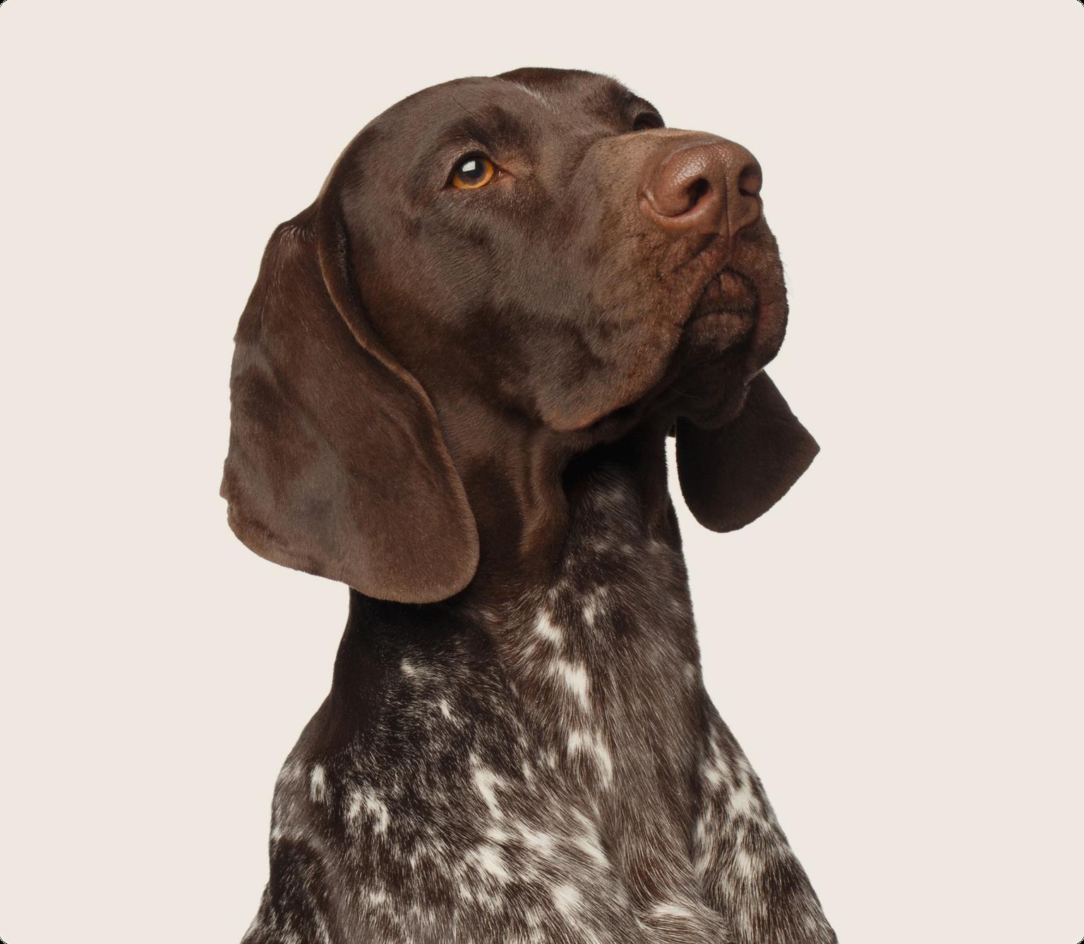 German shorthair pointer