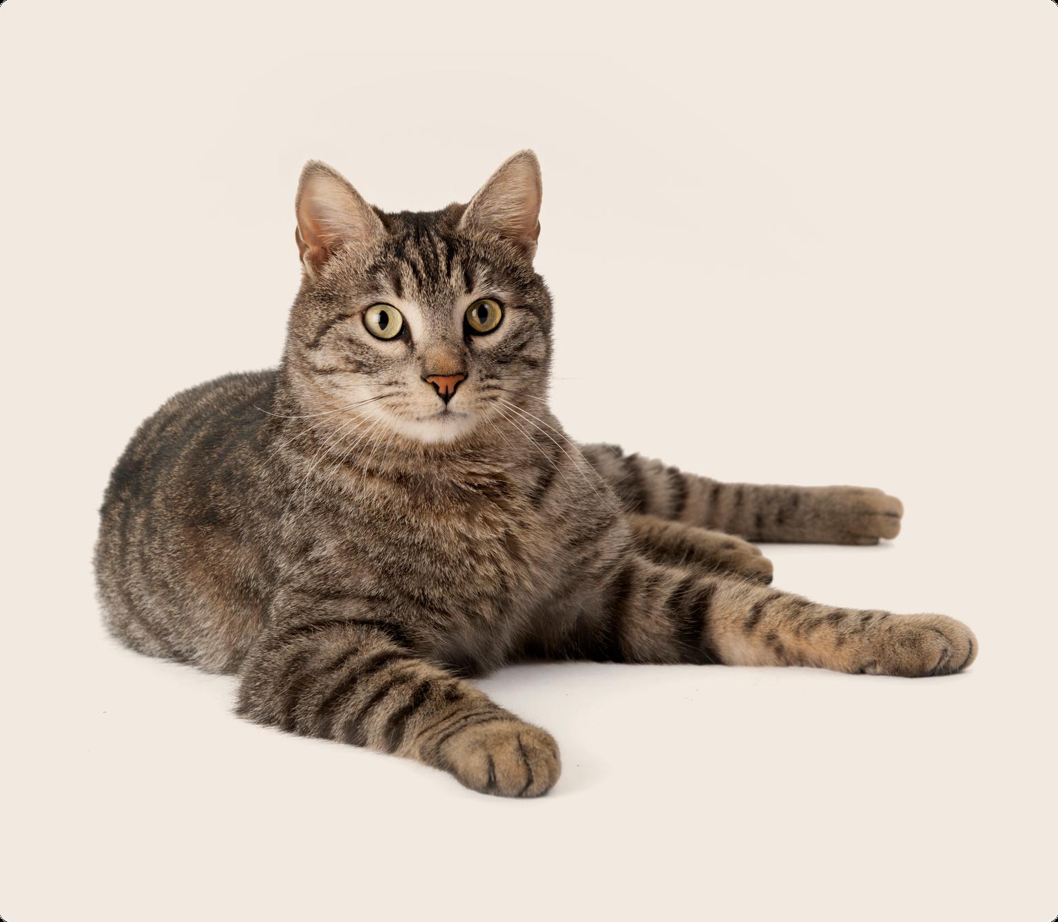 Domestic shorthair cat laying down on a beige background