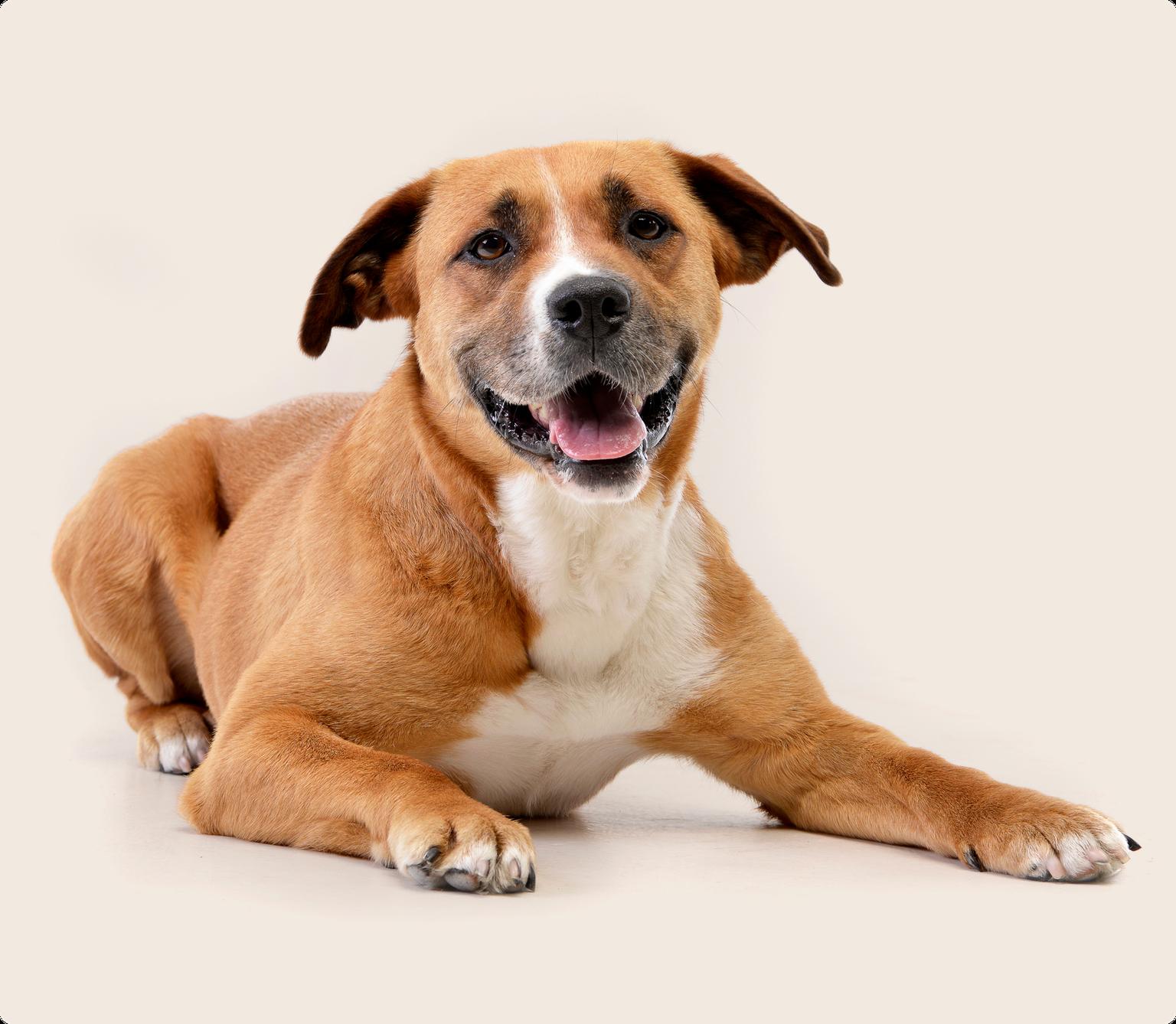 a Staffordshire Bull Terrier lying down with it's mouth open, on a beige background