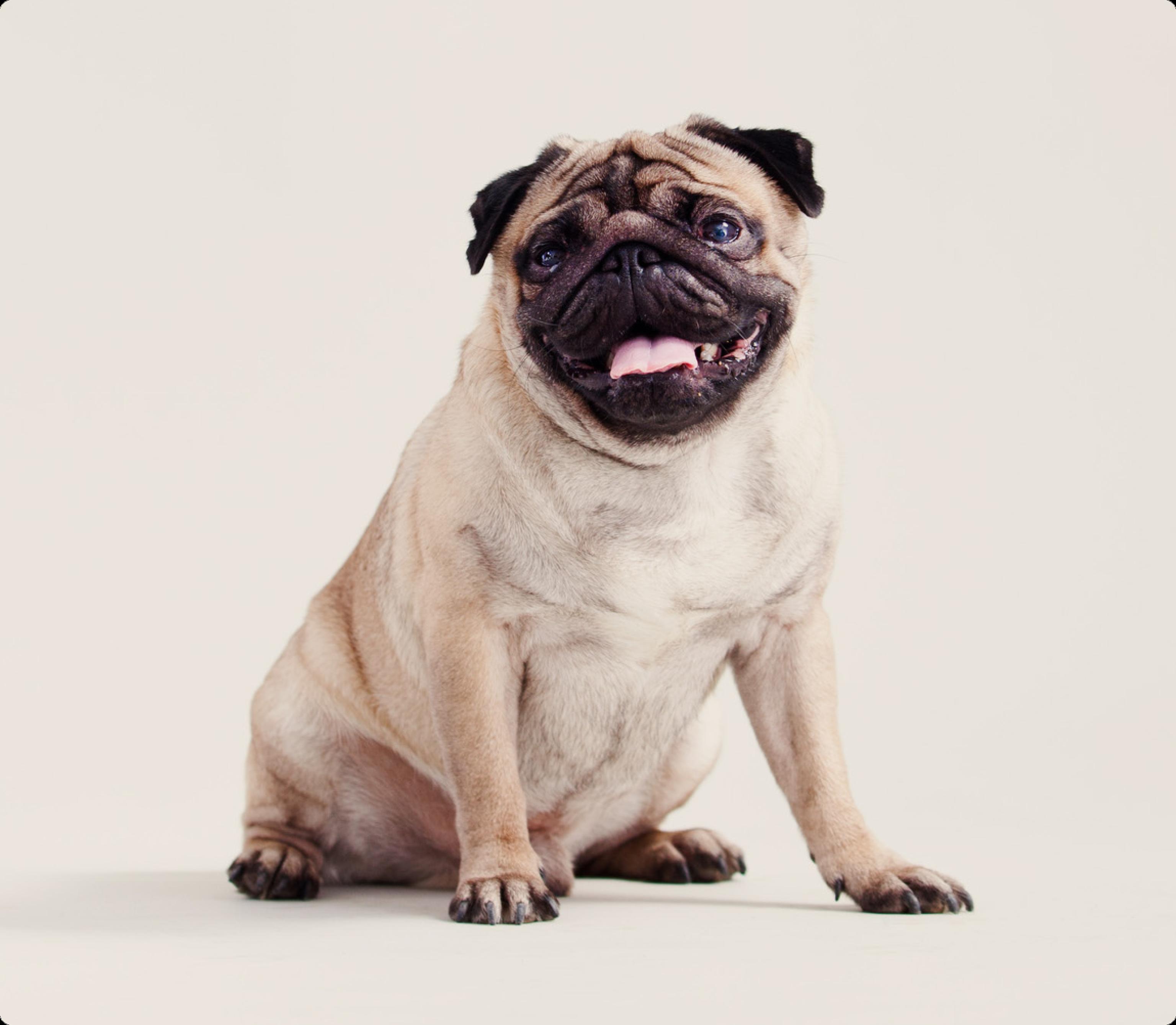 Pug on beige background