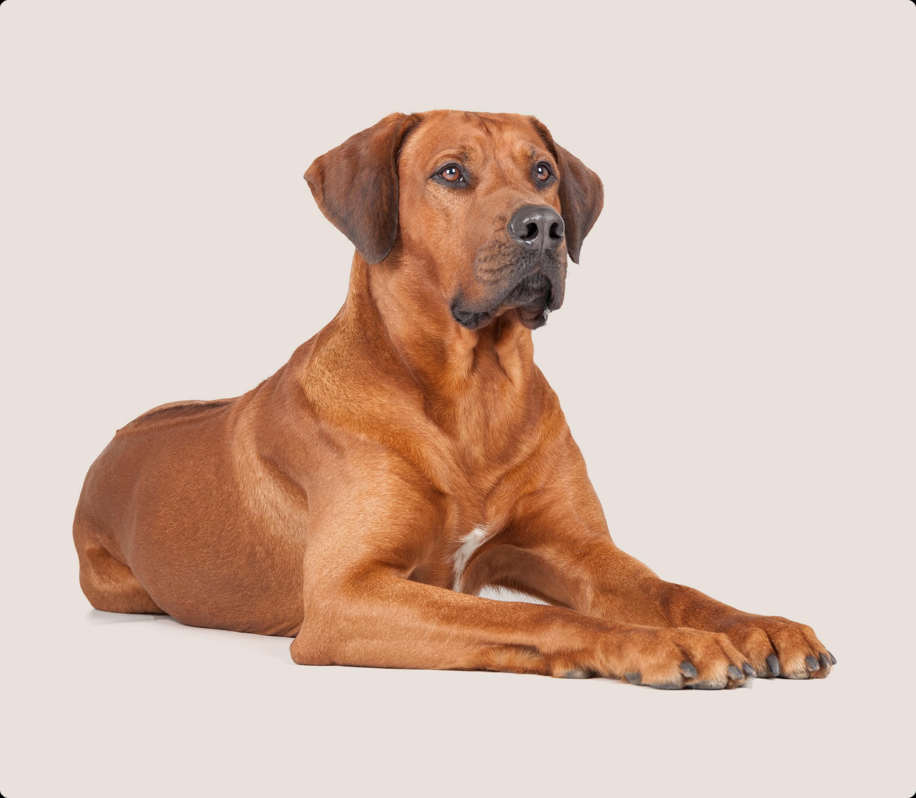 Rhodesian Ridgeback
