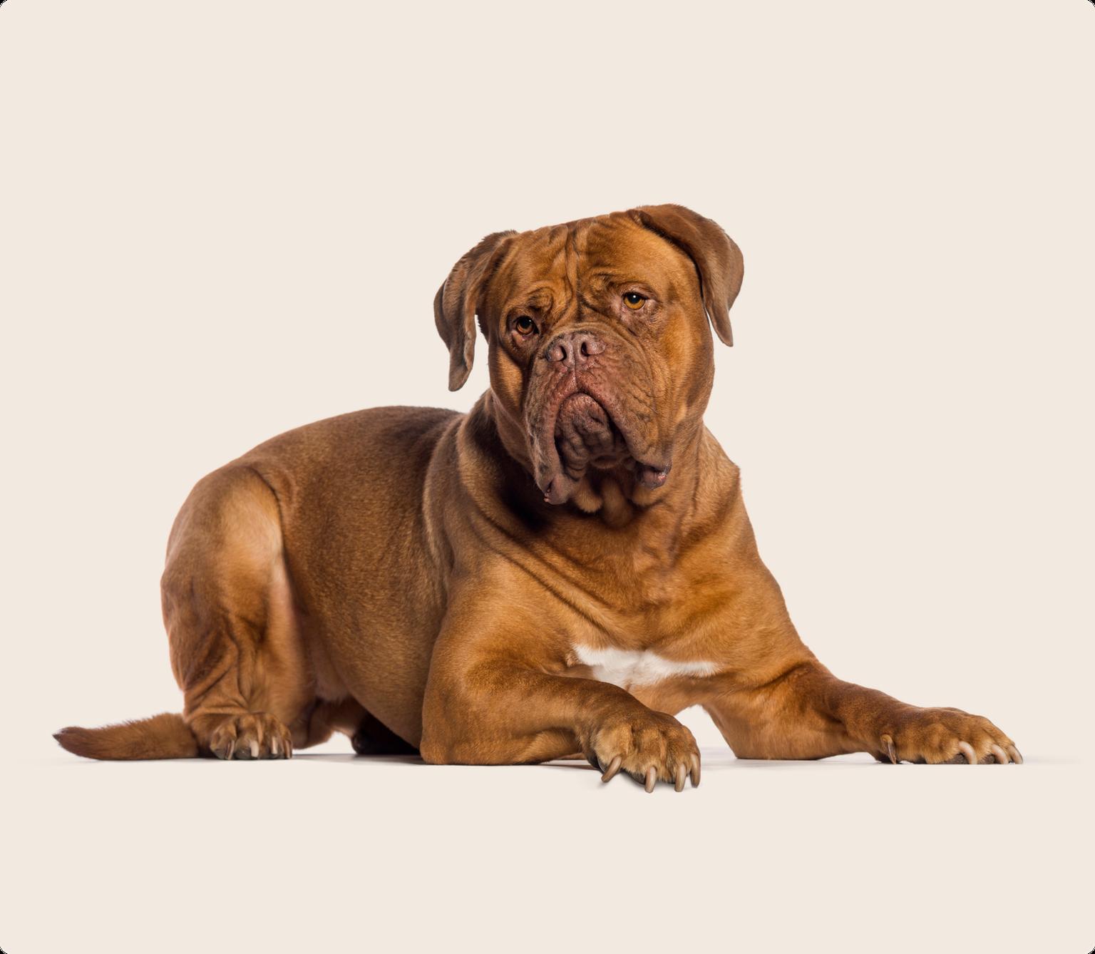 A brown Dogue de Bordeaux lying down on a beige background