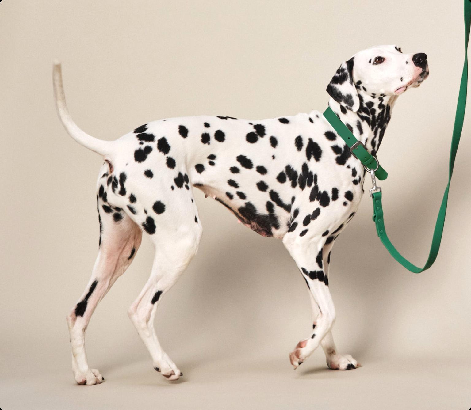 Image of a black-and-white Dalmatian with a green lead on a beige background