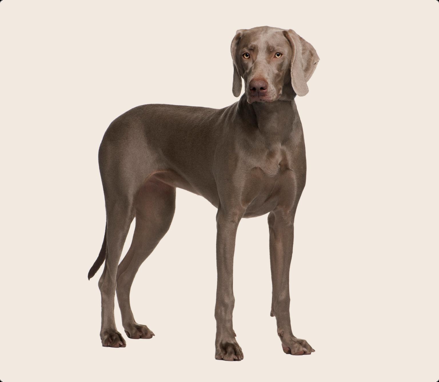 Image of a brown Weimaramer standing up