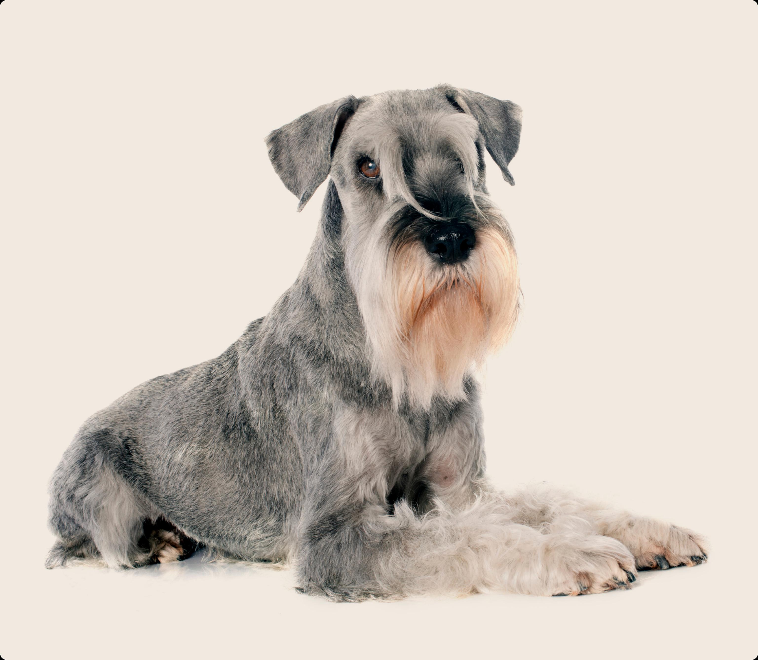 Schnauzer dog laying down on beige background