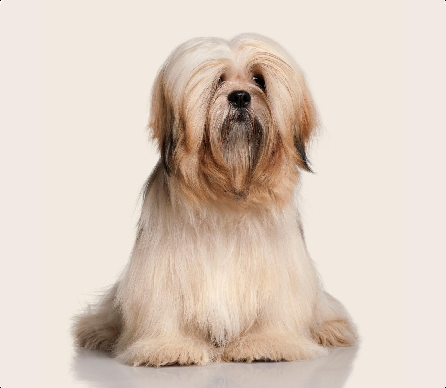 Image of a brown Lhasa Aspo on a beige background