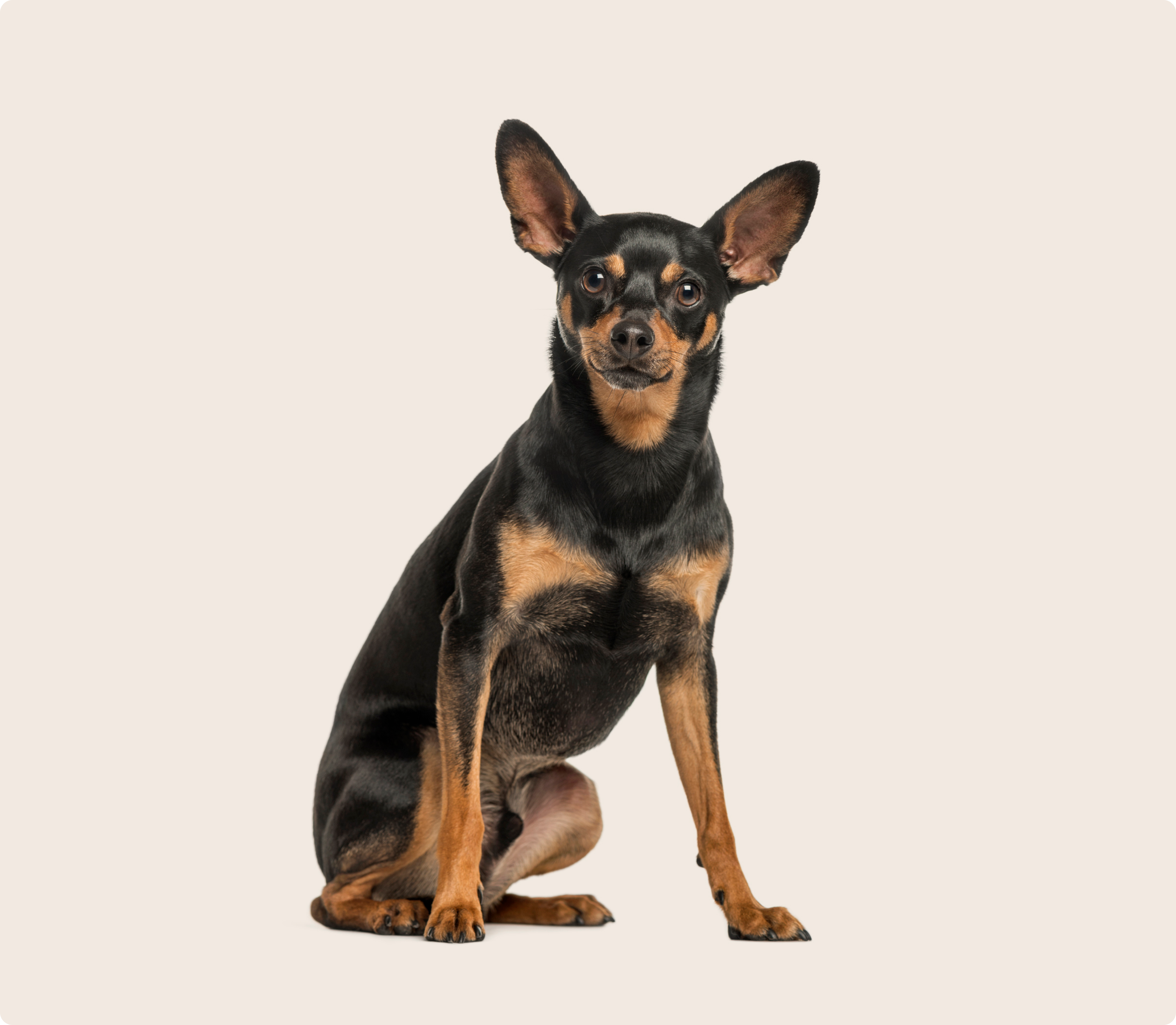 Min Pin dog insurance ManyPets