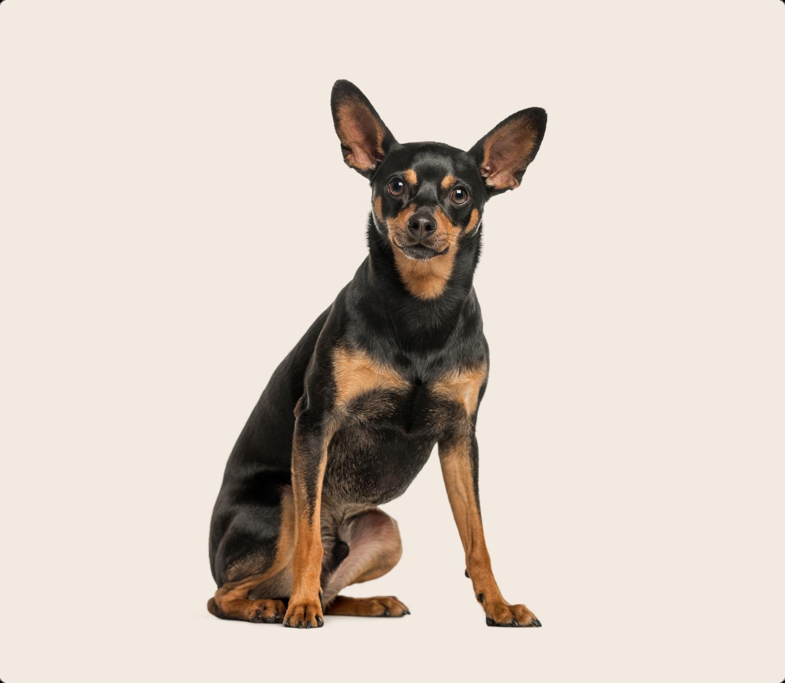 Miniature Pinscher with black-and-brown fur looking into the camera