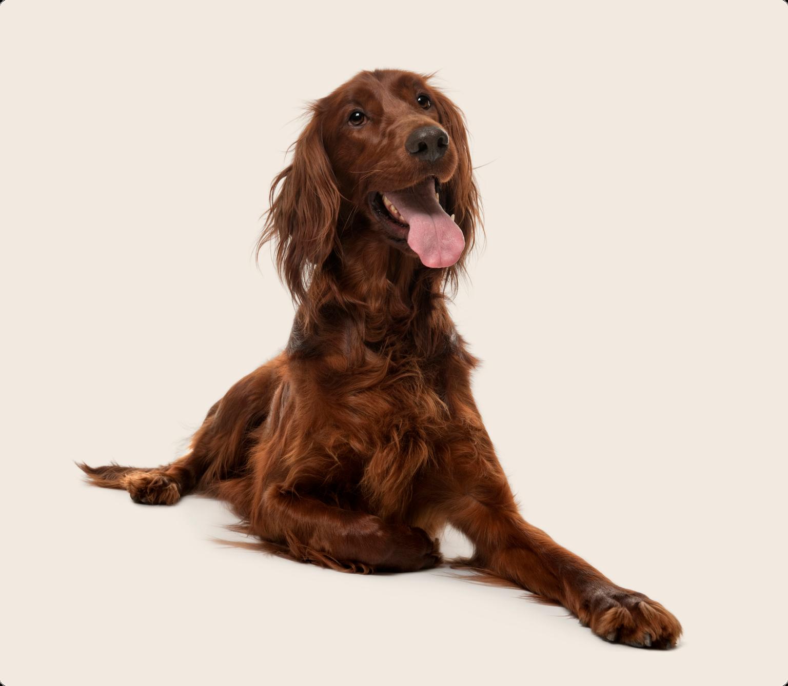 A brown Irish setter laying down on a beige background