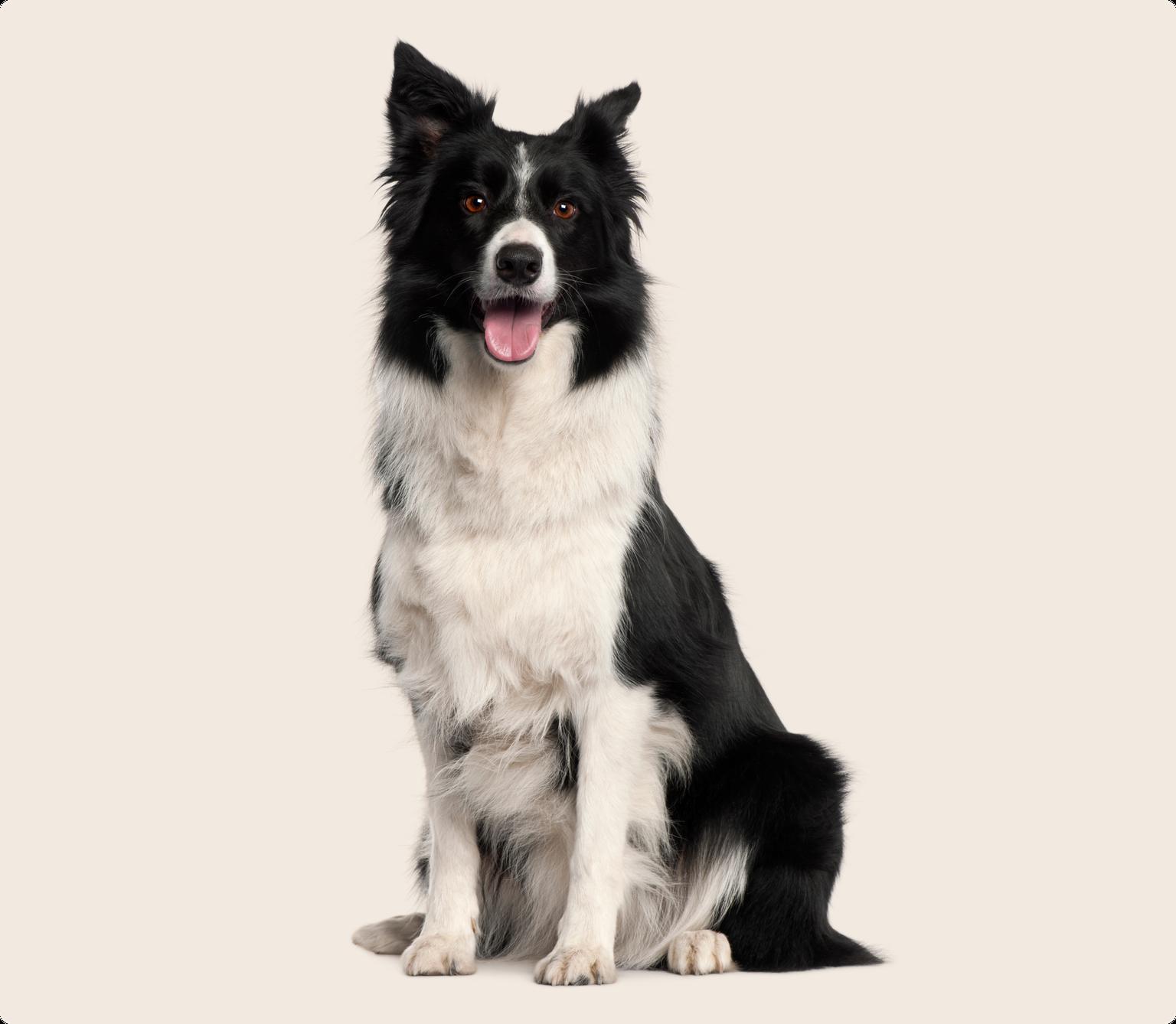 Image of a Border Collie sitting down and looking into the camera