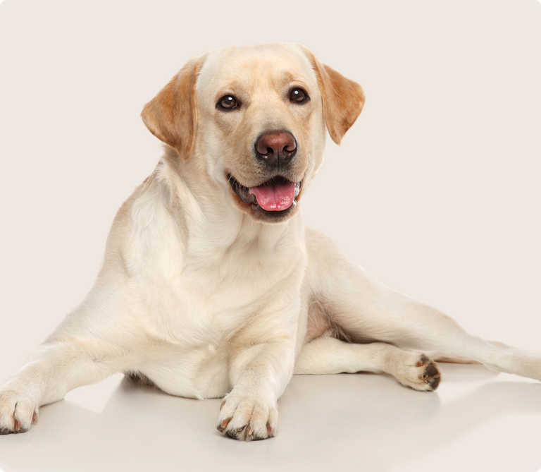 Labrador Insurance Get a Quote ManyPets