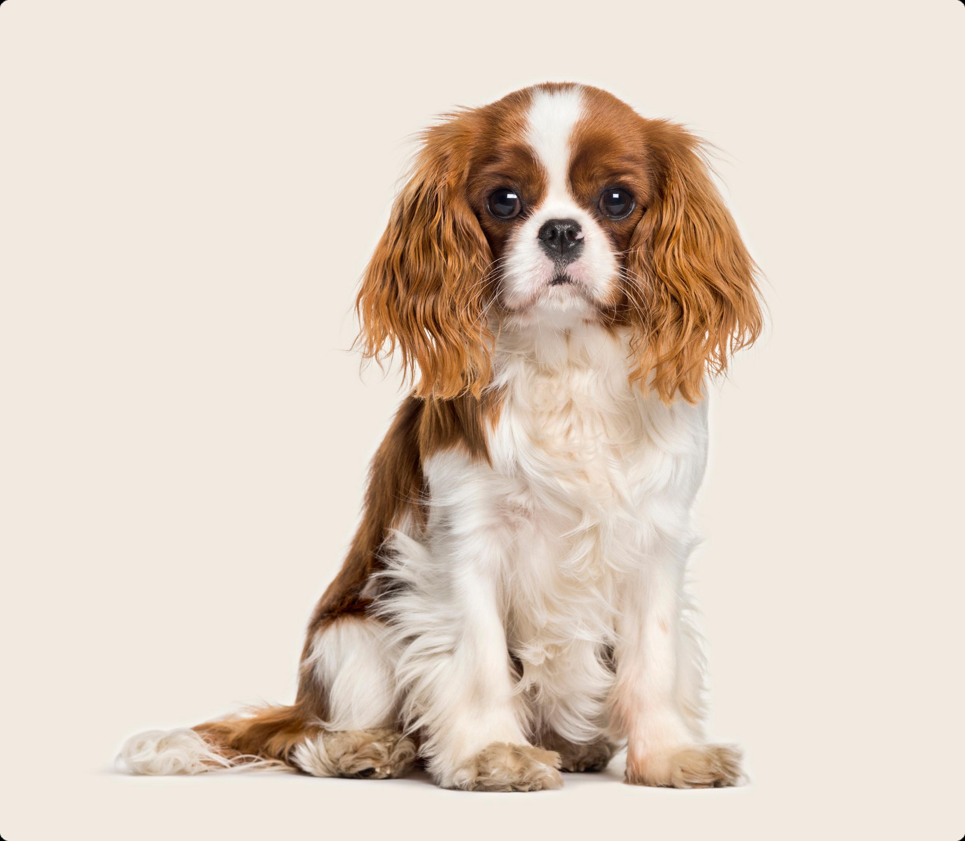Cavalier king charles spaniel