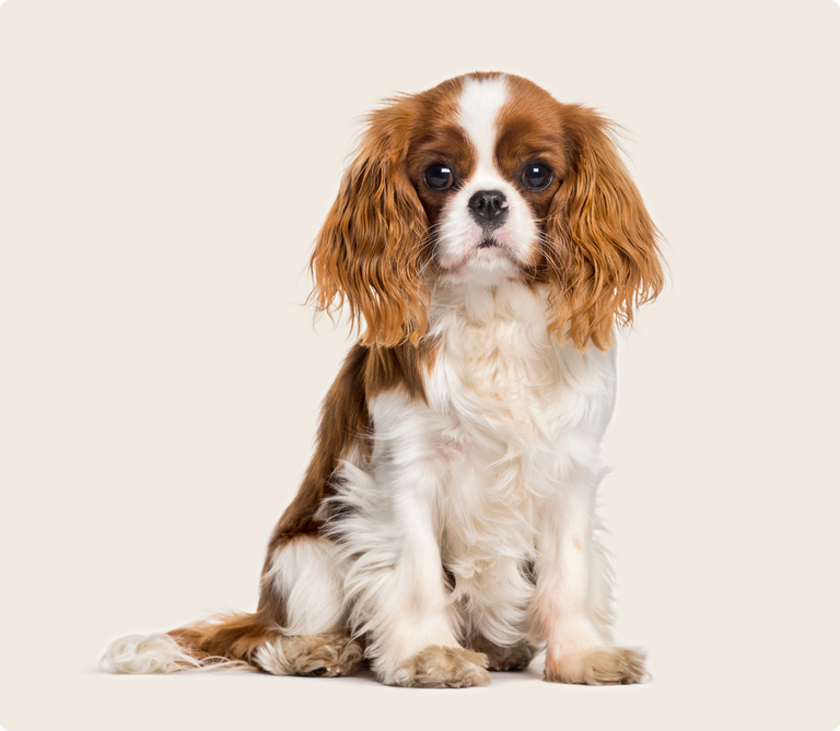 Cavalier King Charles Spaniel insurance ManyPets