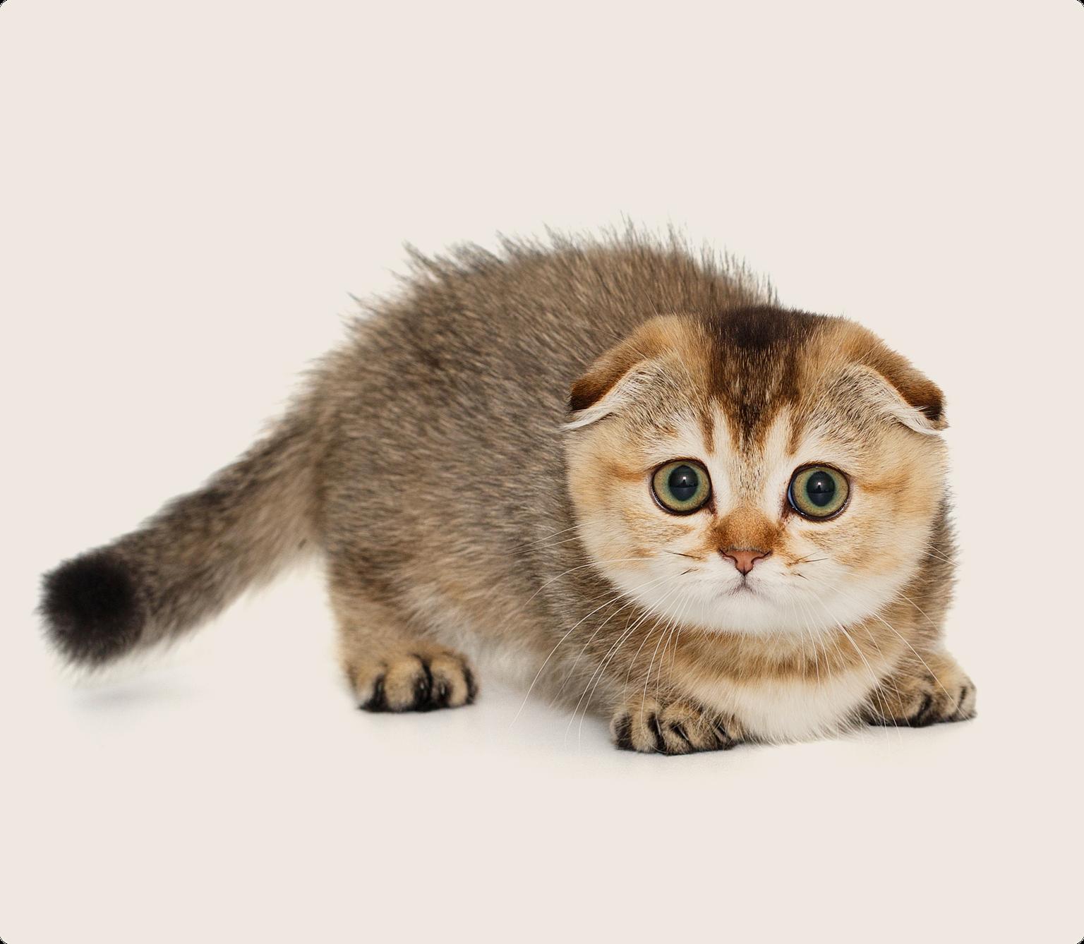 A scottish fold kitten on a beige background