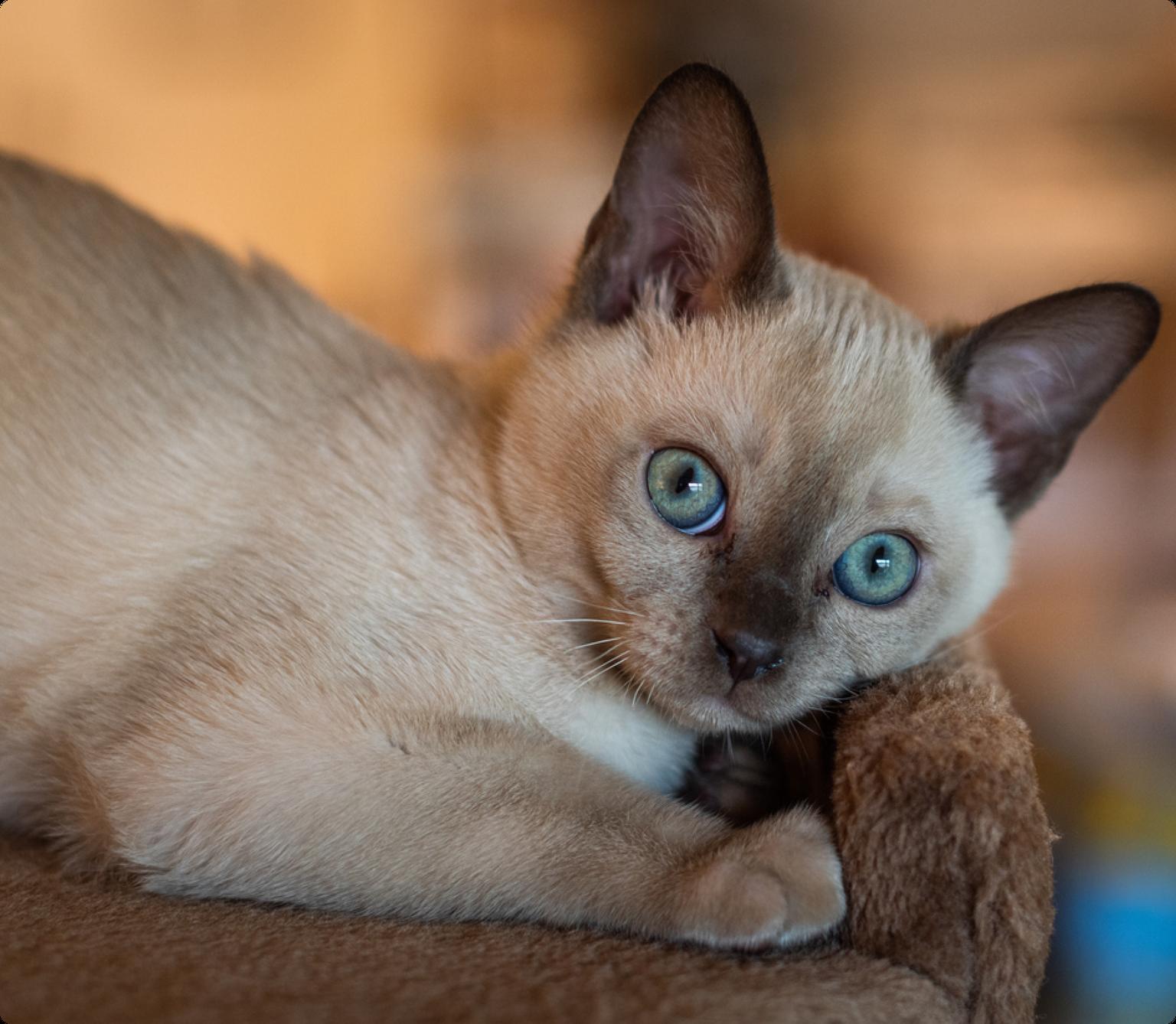 A Tonkinese kitten snuggling on a brown chair