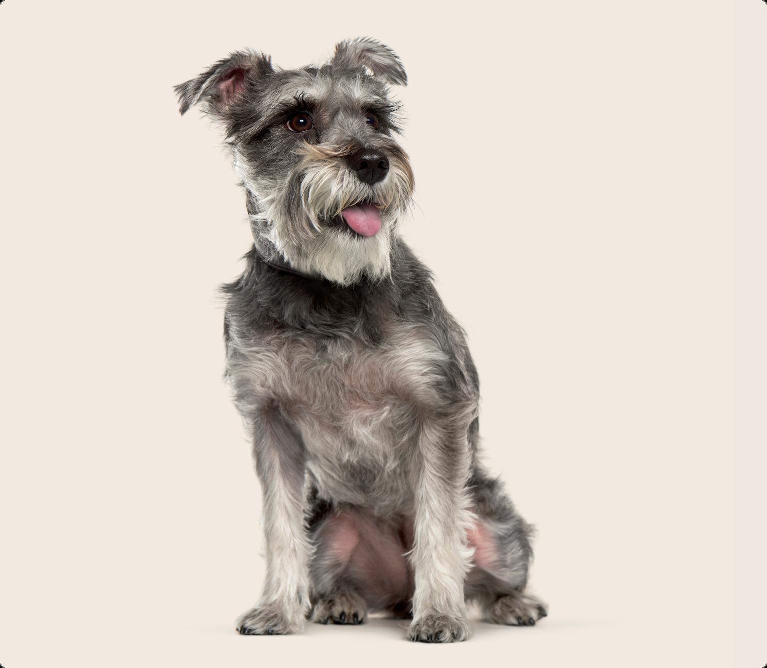 Image of a grey Mini Schnauzer smiling with a beige background