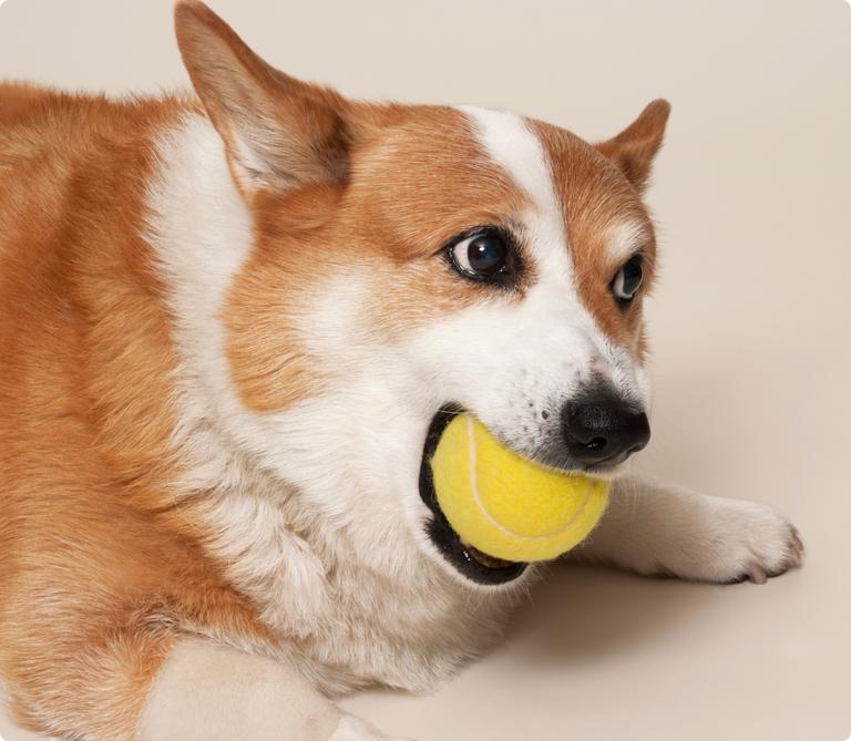 Insurance Get a Quote ManyPets