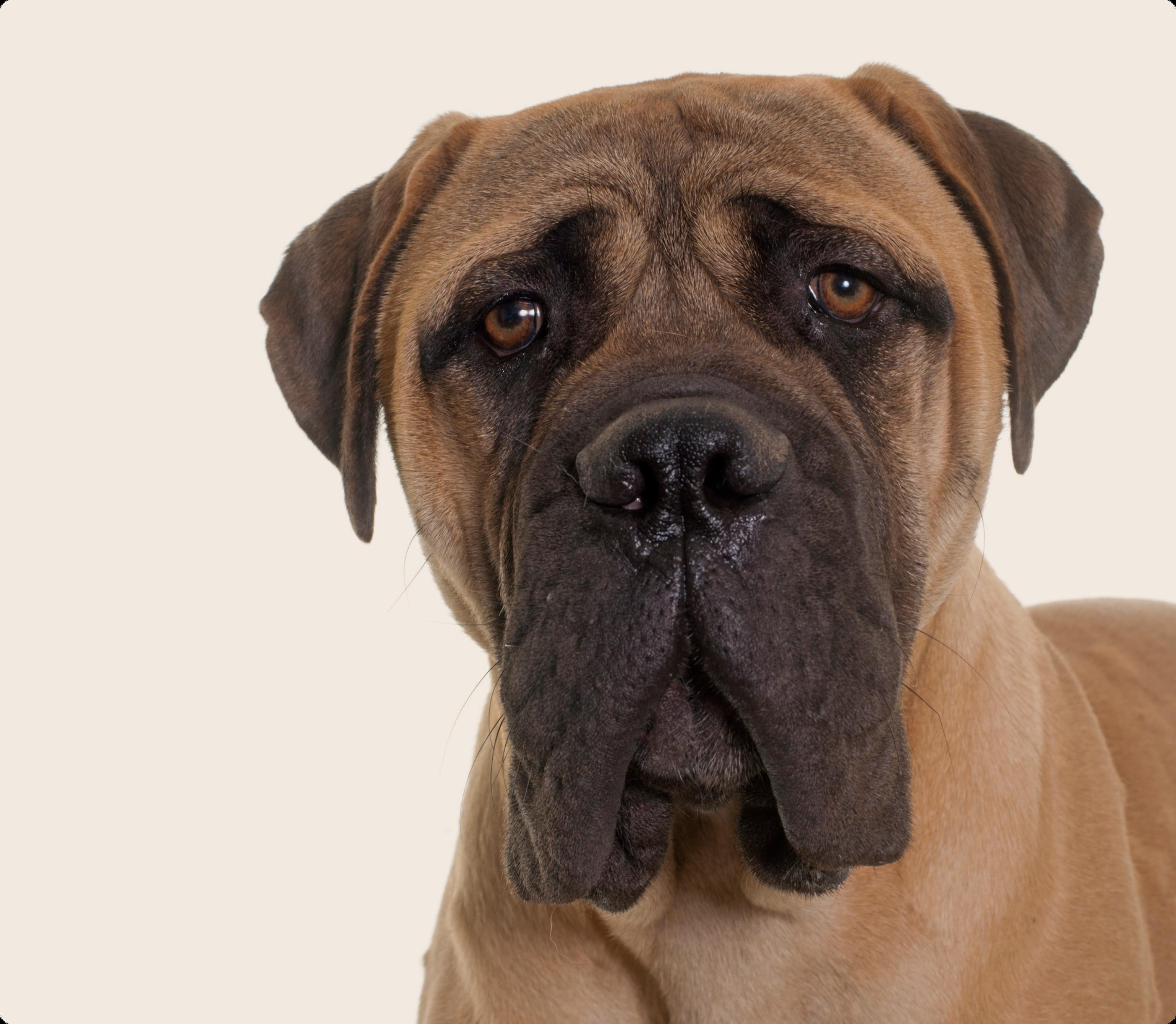 Mastiff