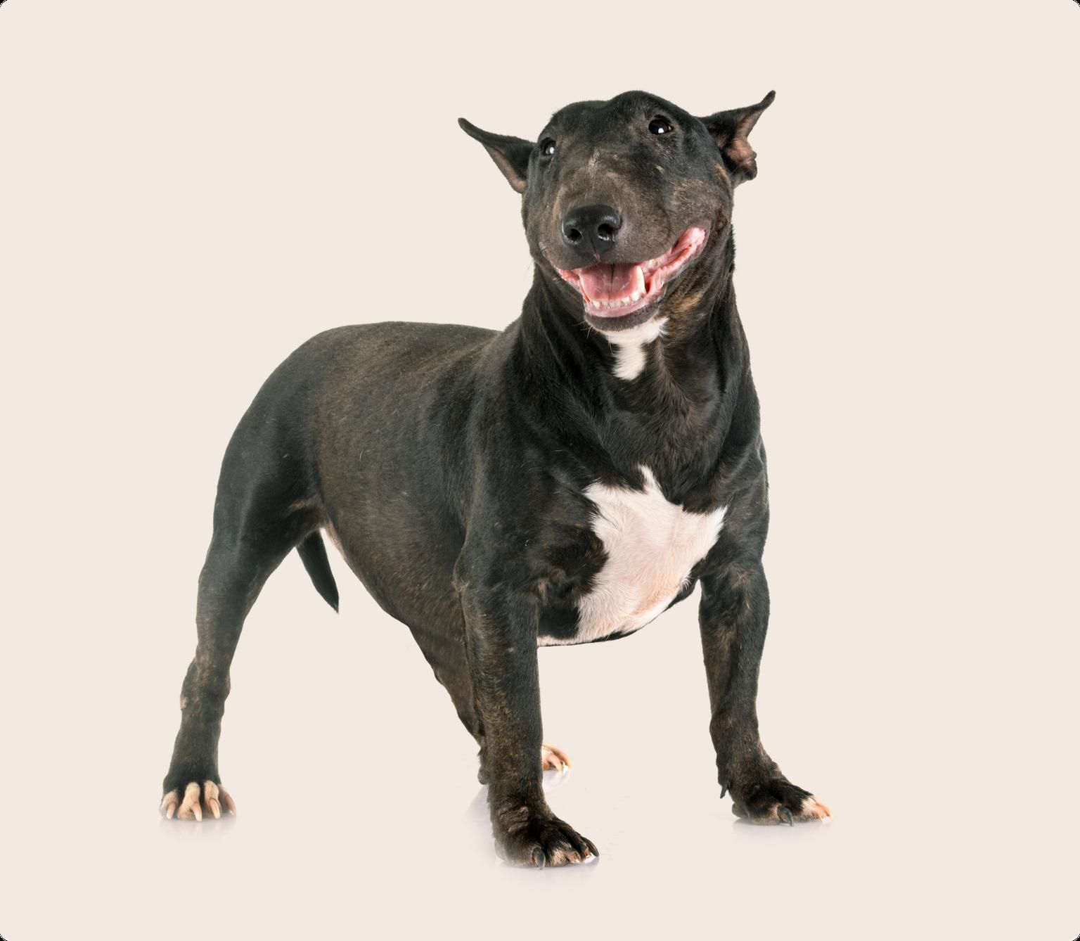 A black and white Miniature Bull Terrier standing up, on a beige background