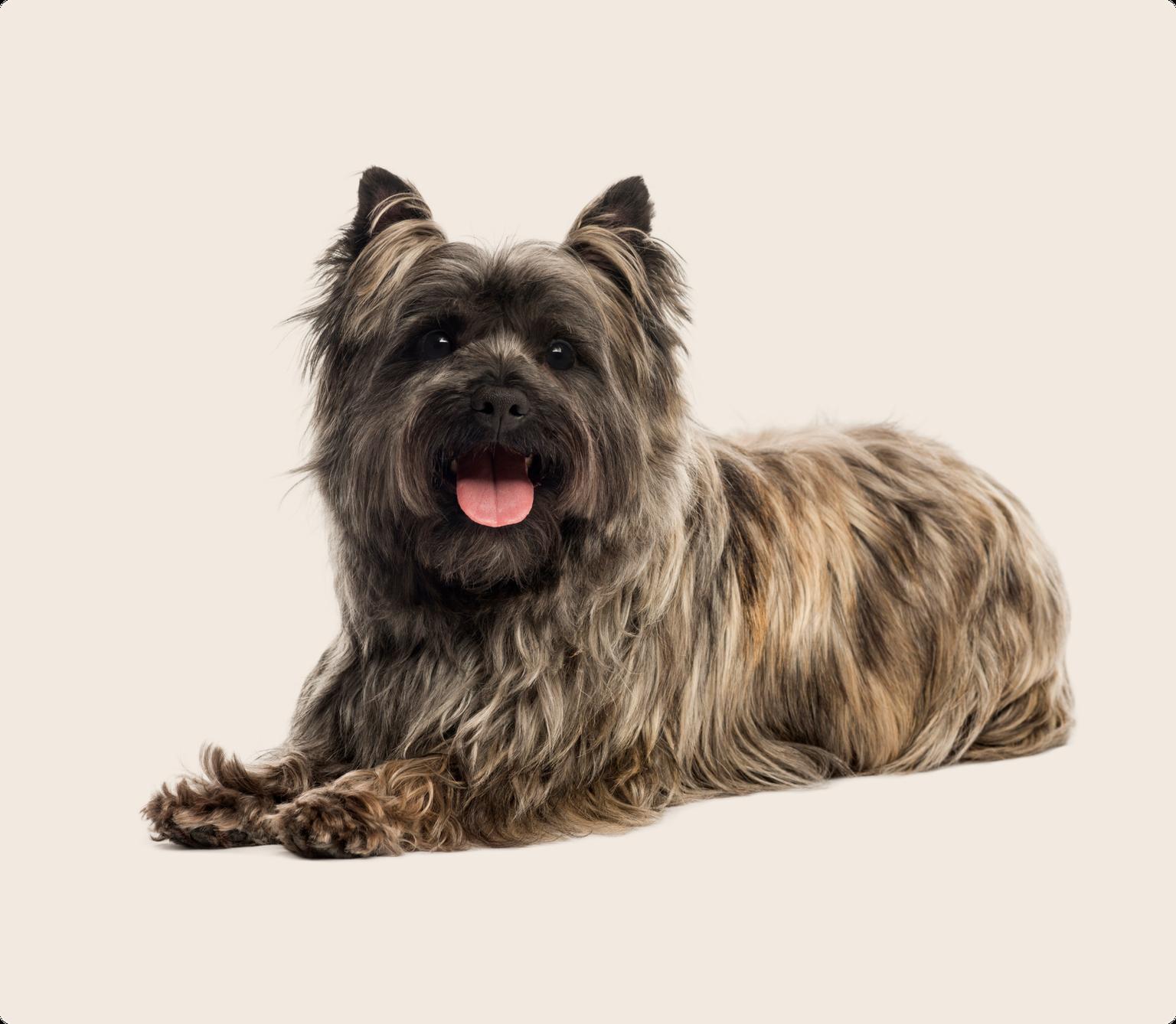 Image of a black Cairn Terrier laying down looking into the camera
