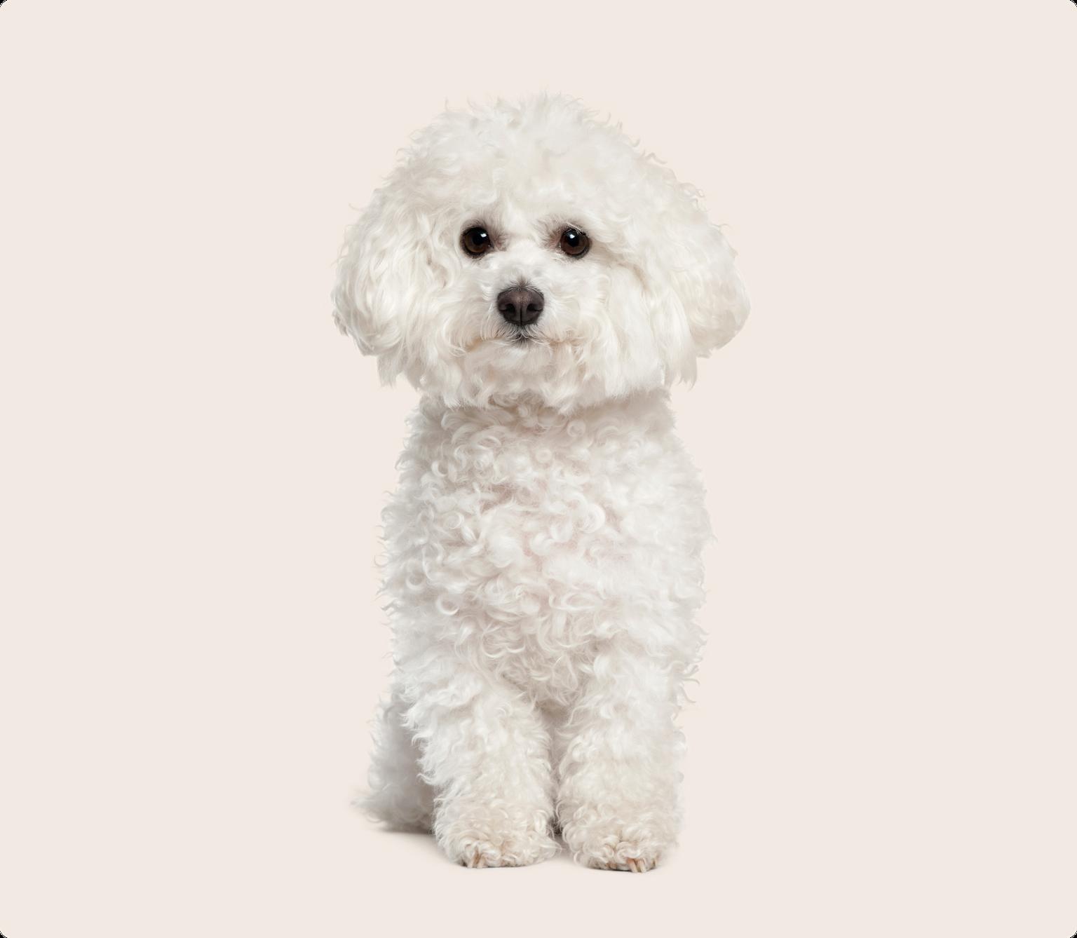 Bichon Frise