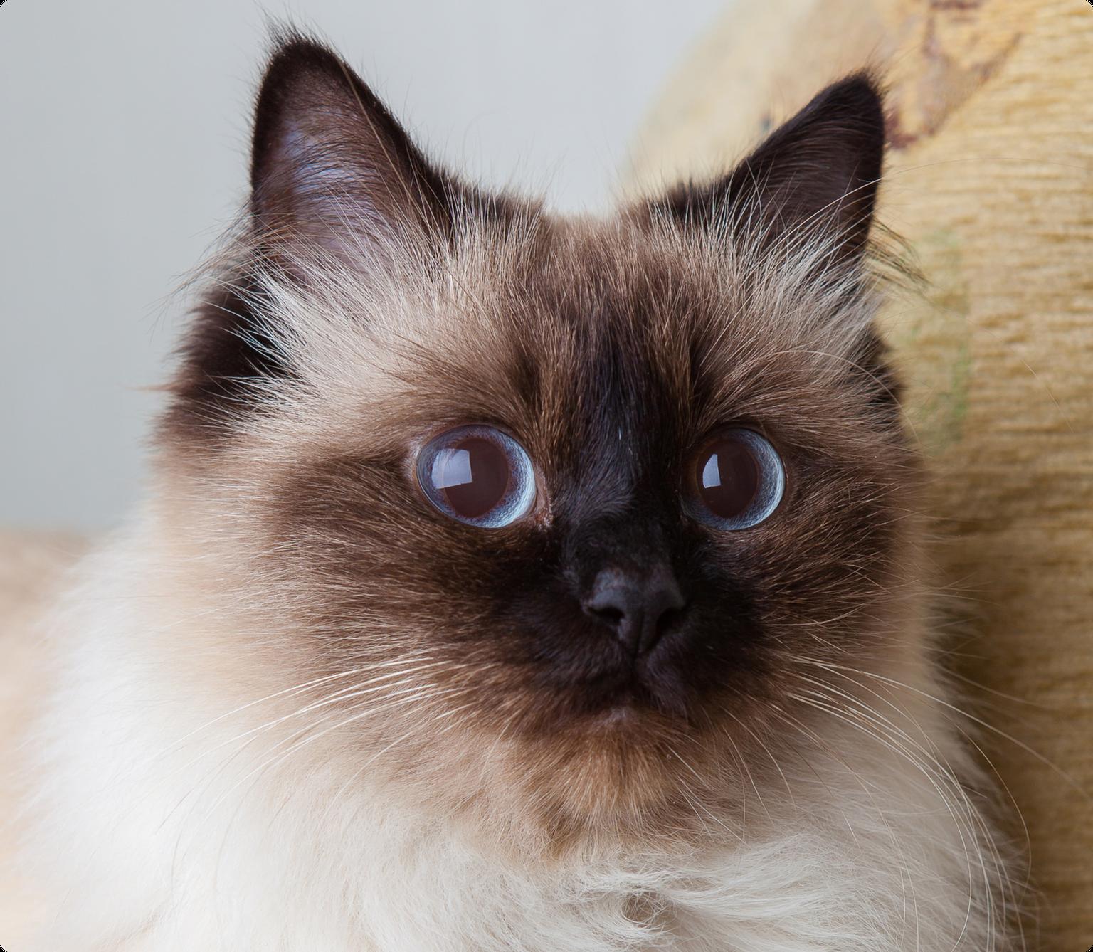 A close up of a Himalayan cat with wide blue eyes