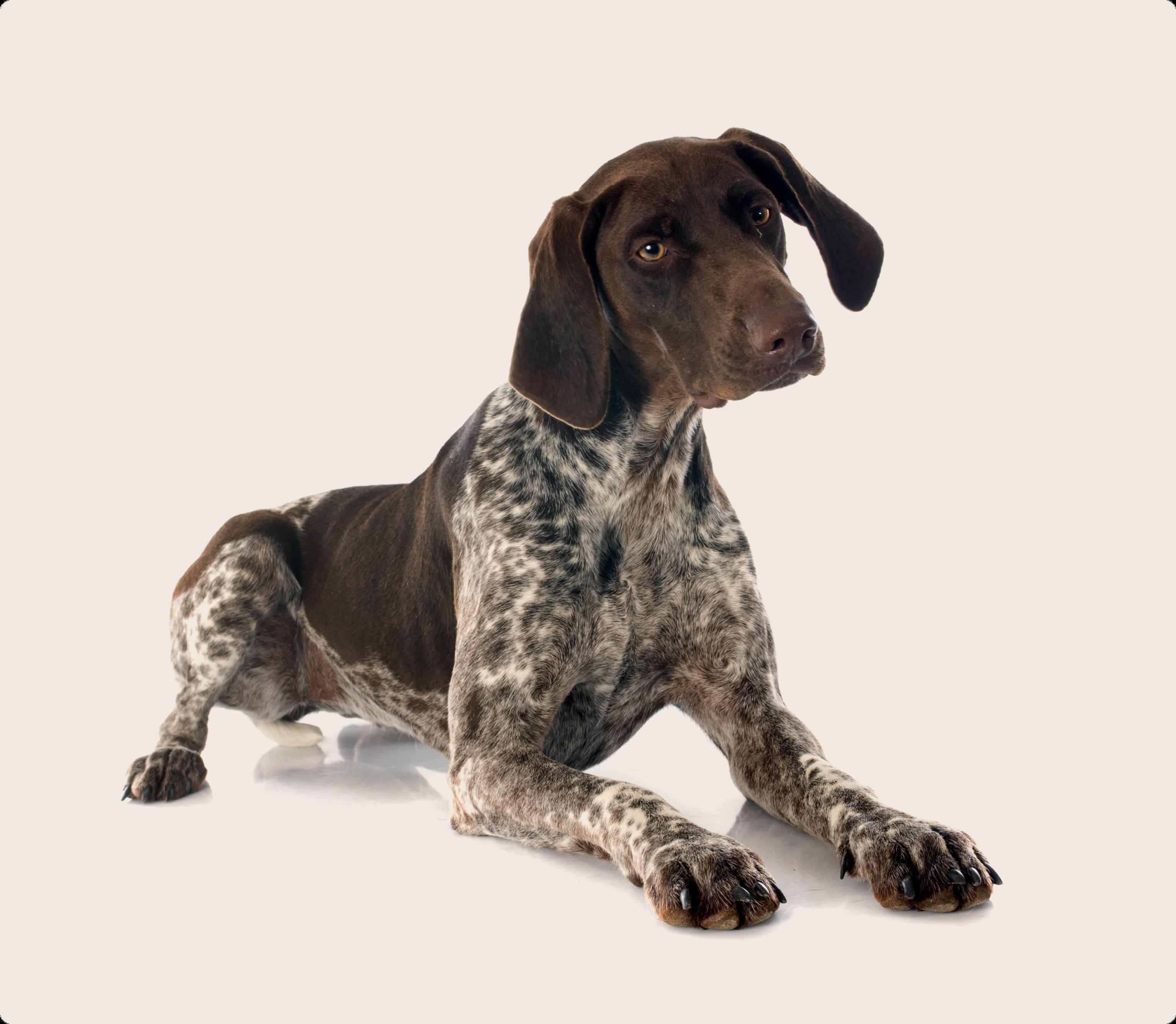 German shorthair pointer