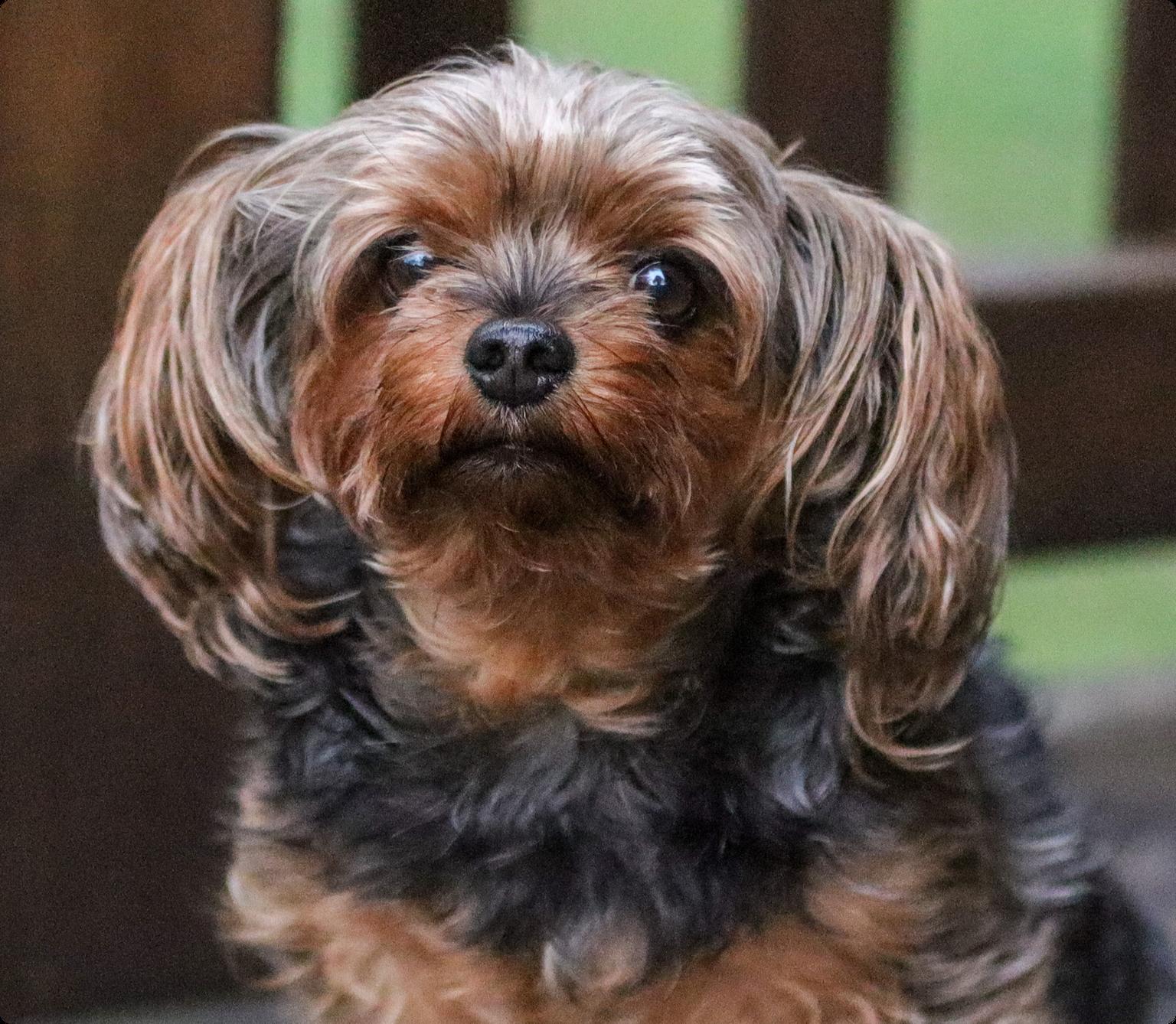 Yorkipoo
