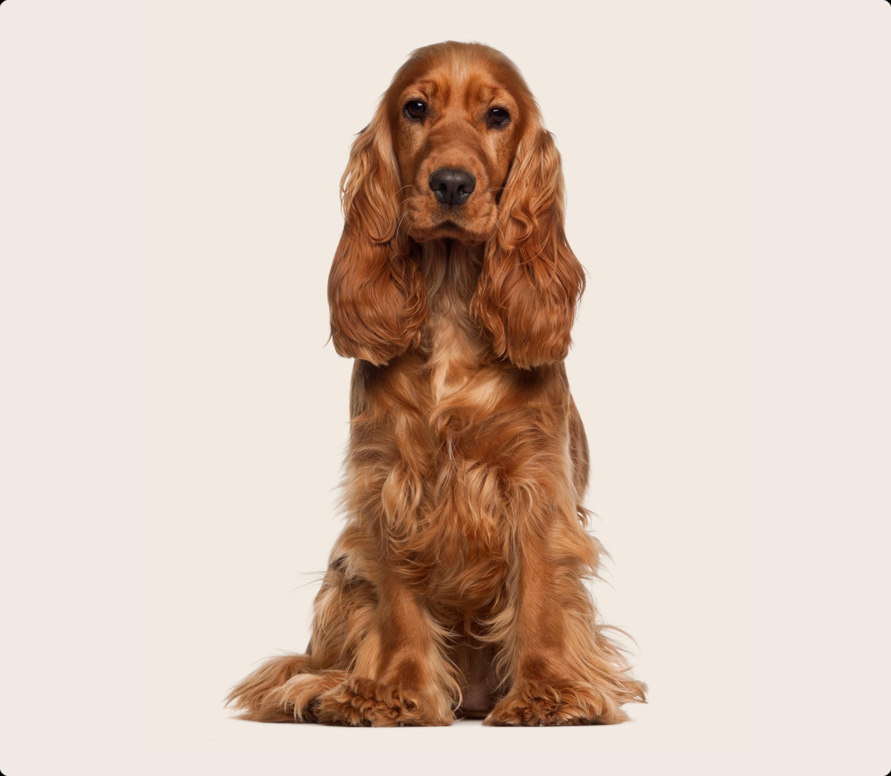 Cocker Spaniel