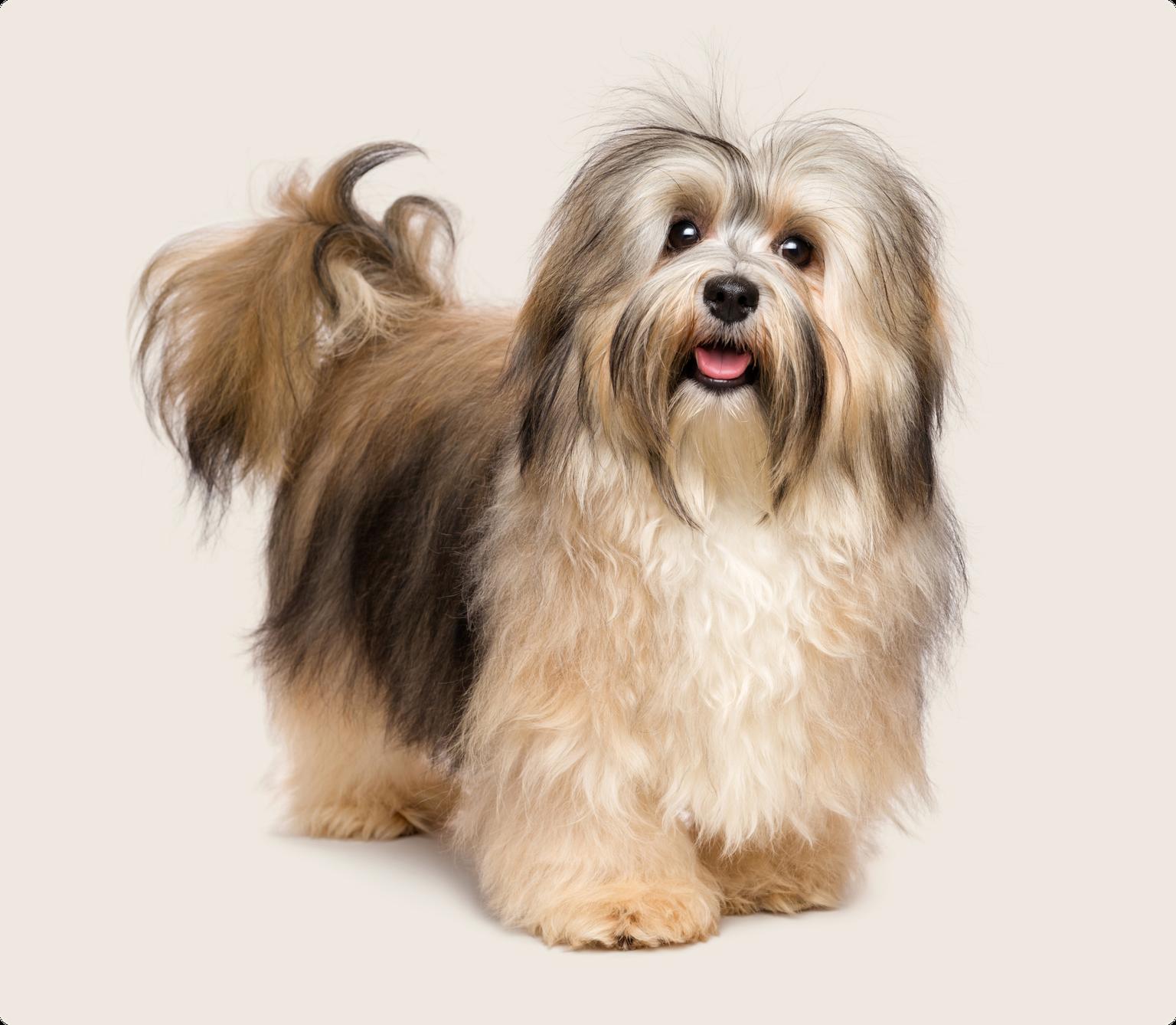 Image of a brown Havanese looking into the camera