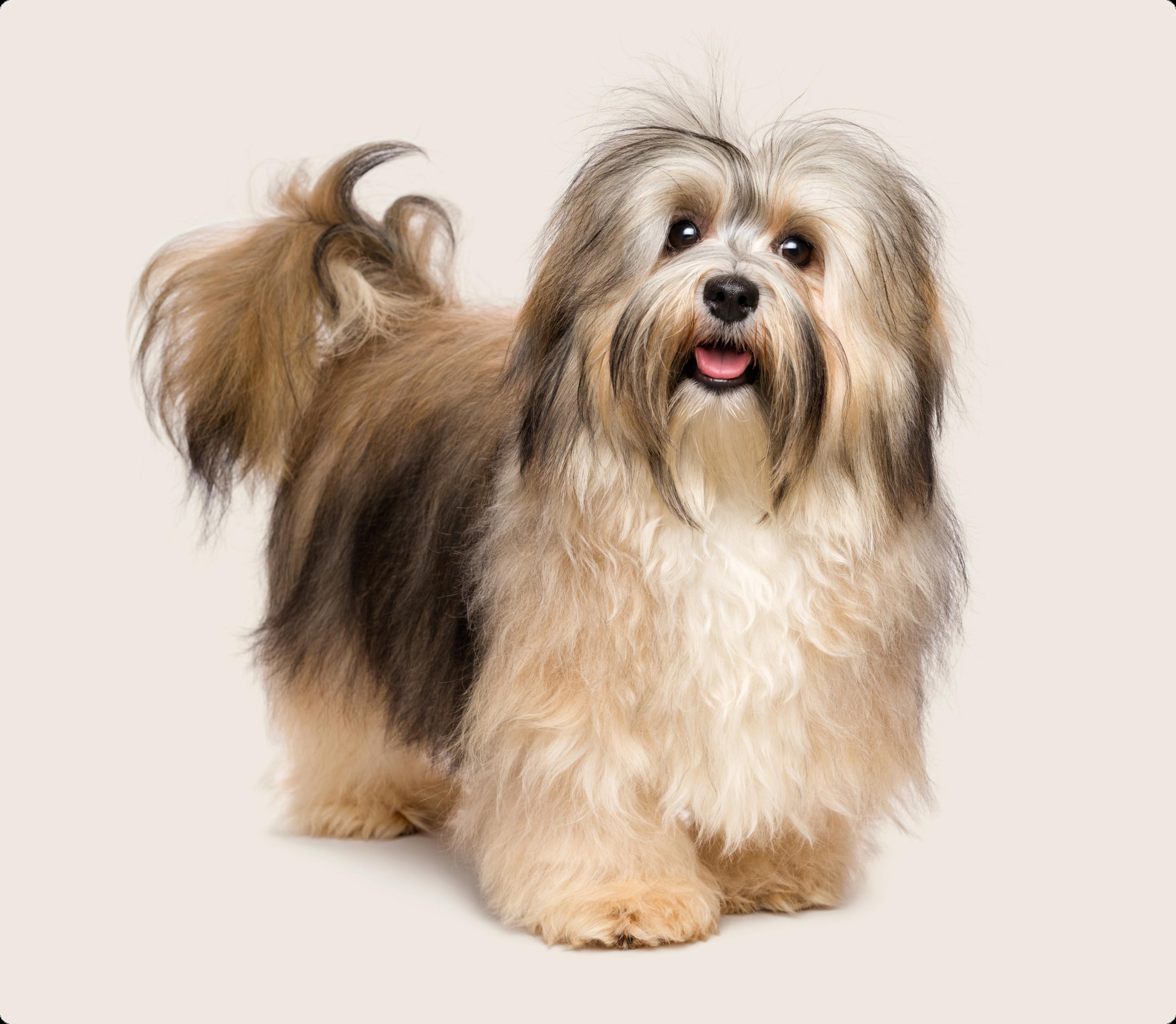 Havanese dog with fluffy coat looking at camera