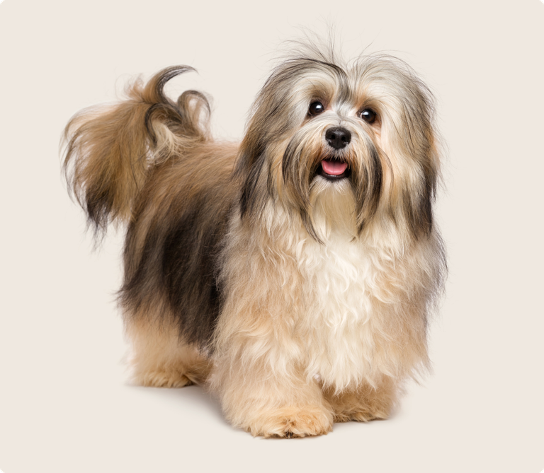 Havanese dog insurance ManyPets